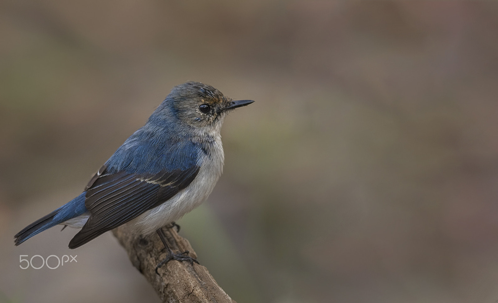 Nikon AF-S Nikkor 500mm F4G ED VR sample photo. Ultramarine flycatcher photography