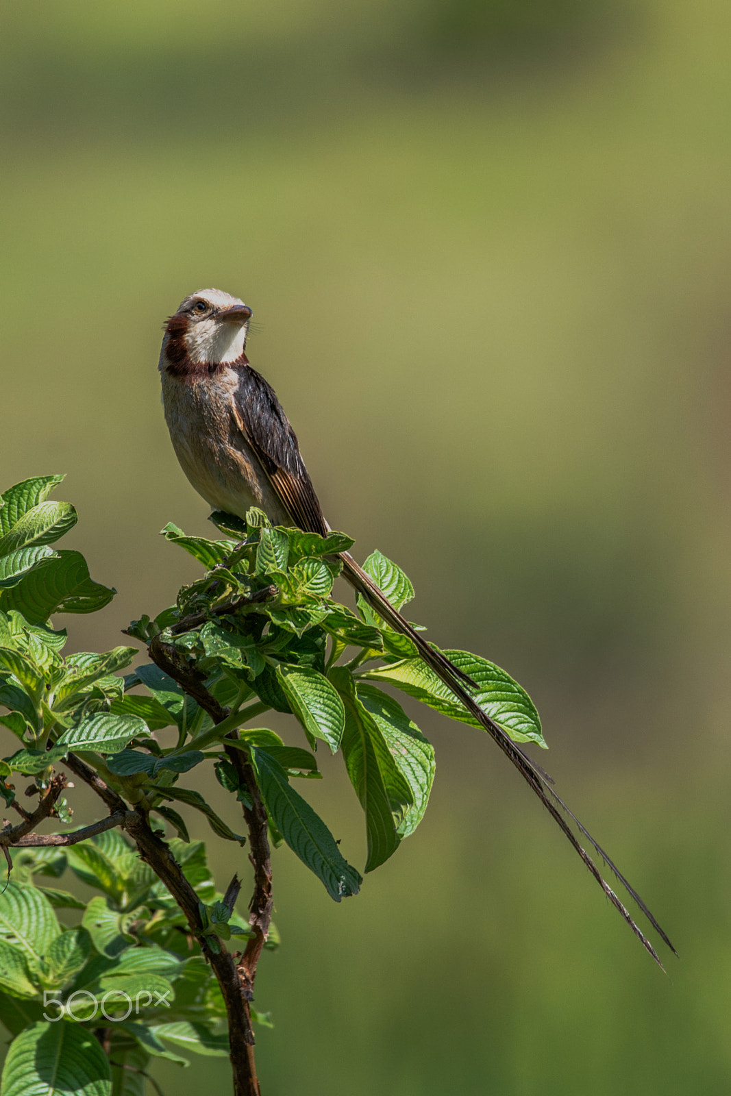 Sigma 150-600mm F5-6.3 DG OS HSM | C sample photo. Streamer-tailed tyrant photography