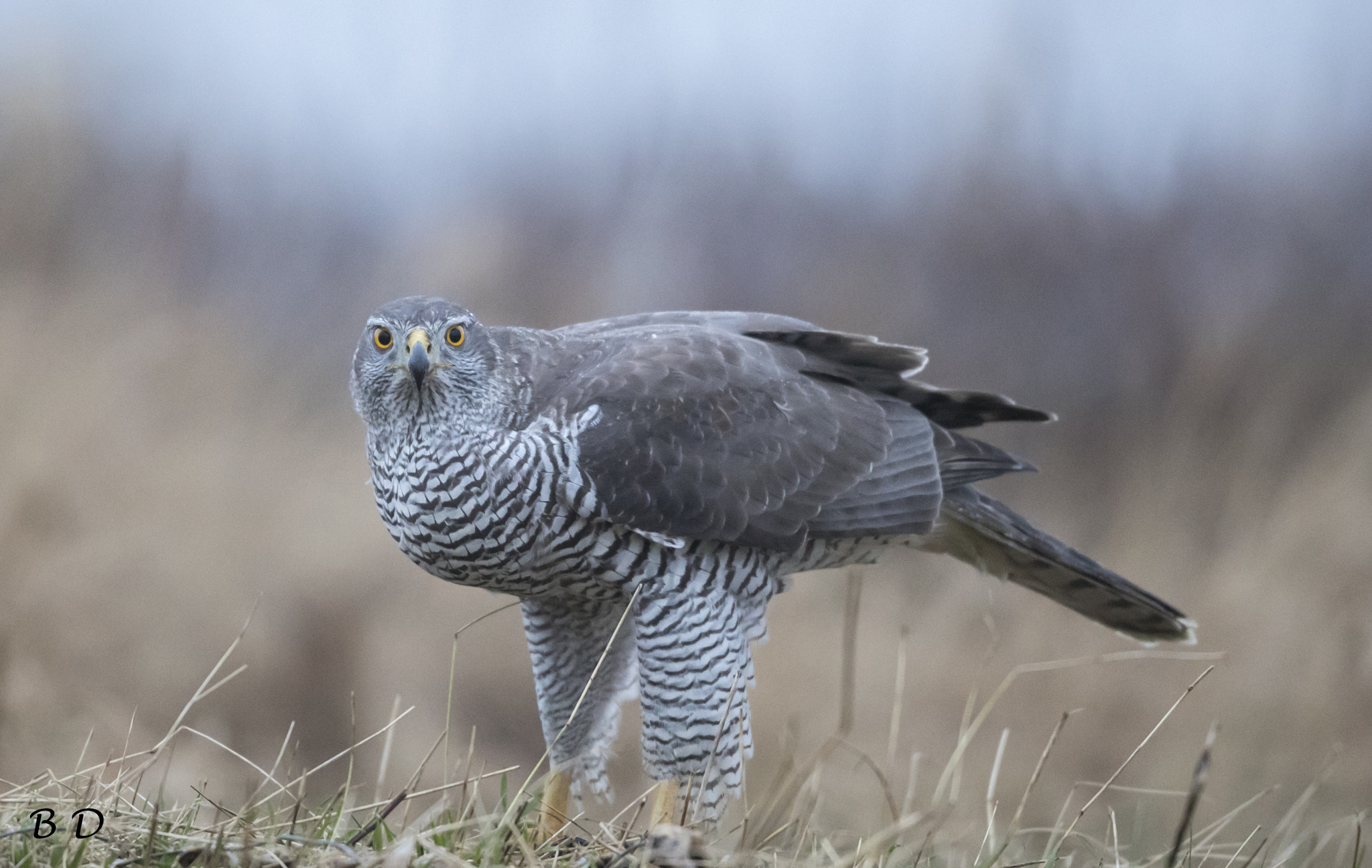 Canon EF 500mm F4L IS USM sample photo. Goshawk adult photography
