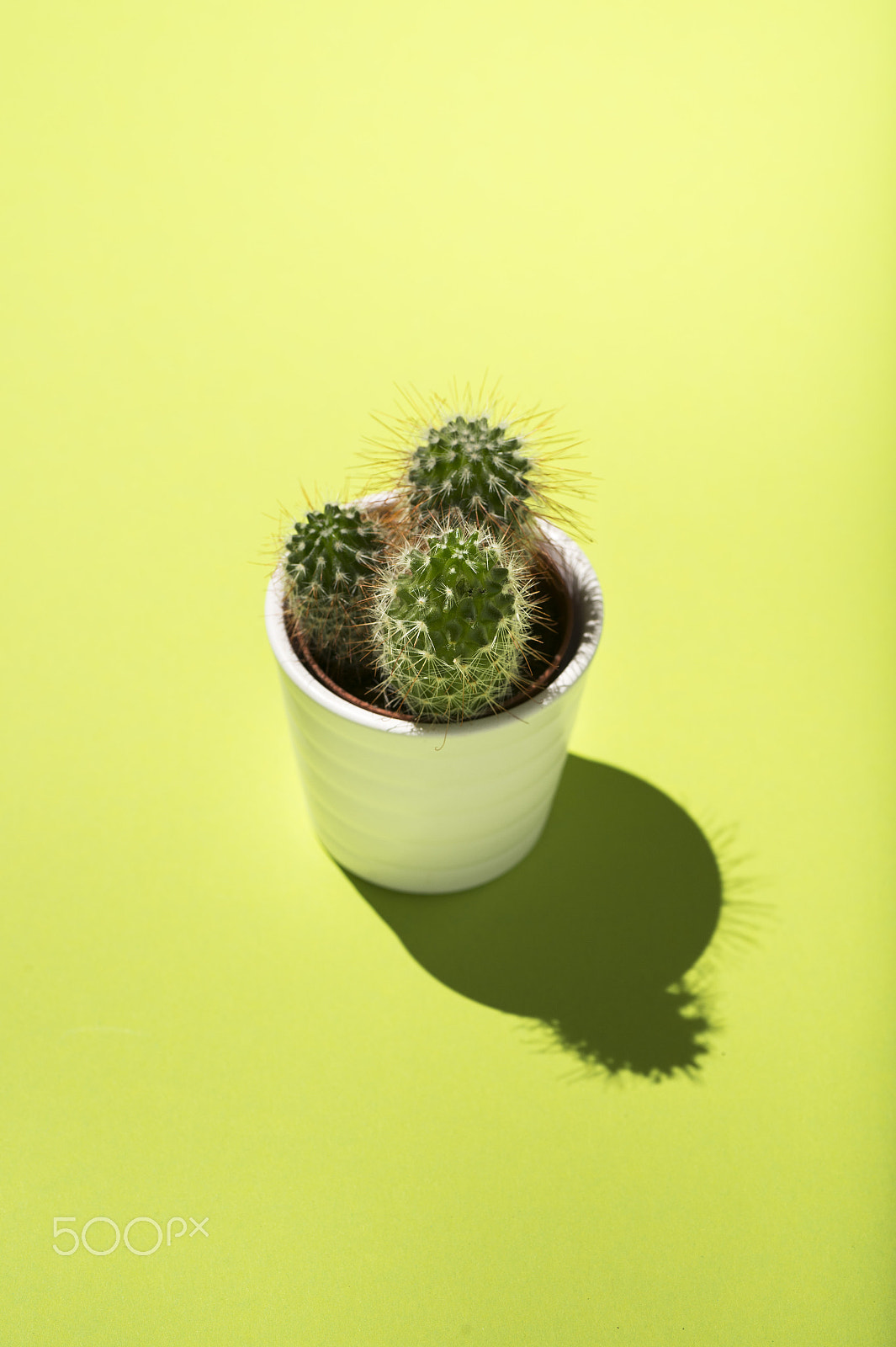 Nikon D4 sample photo. Sweet tiny cactus photography