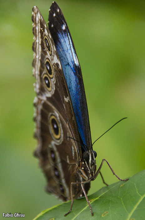 Nikon D5100 + Sigma 18-250mm F3.5-6.3 DC OS HSM sample photo. Blue morpho photography