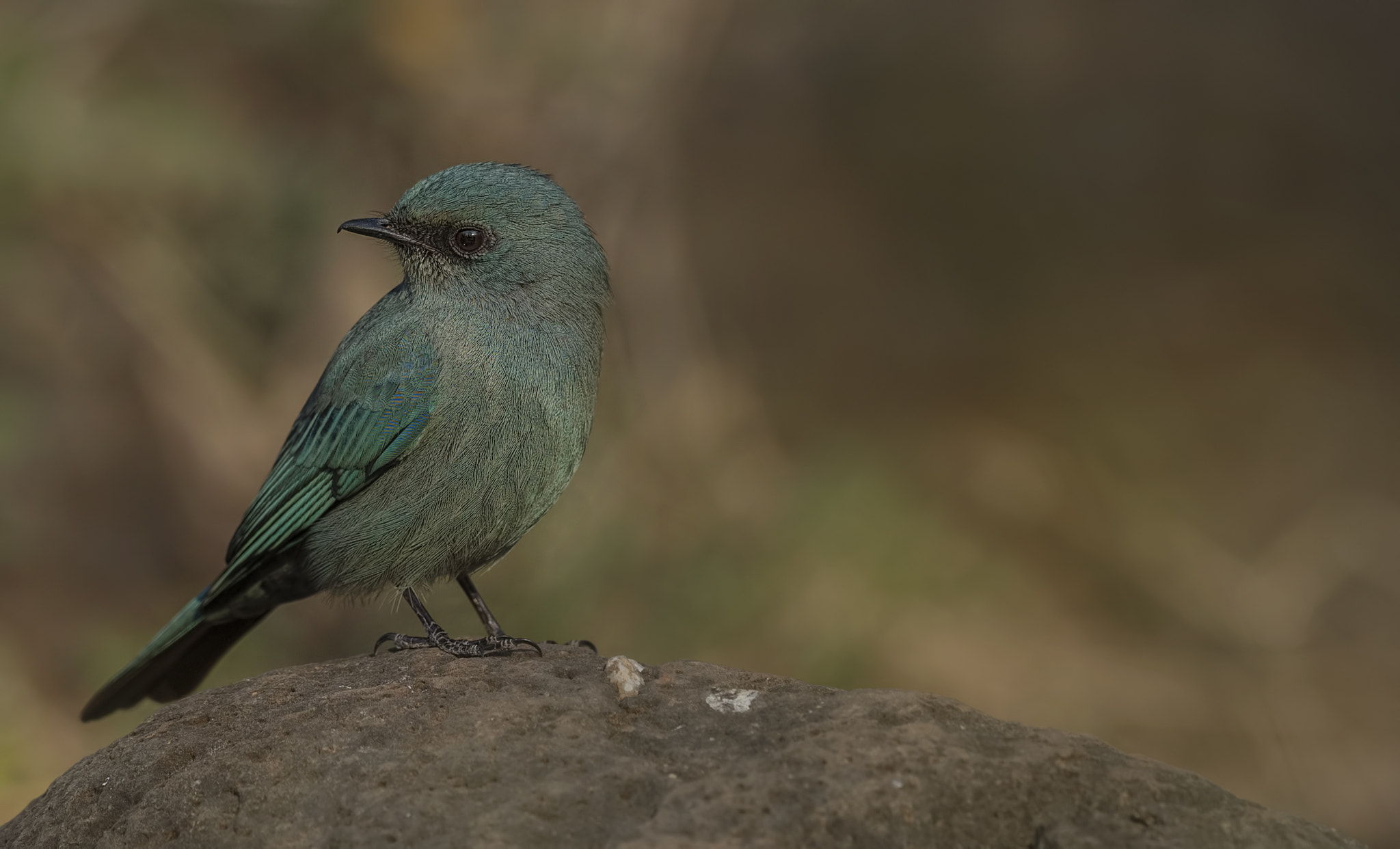 Nikon AF-S Nikkor 500mm F4G ED VR sample photo. Verditer flycatcher photography