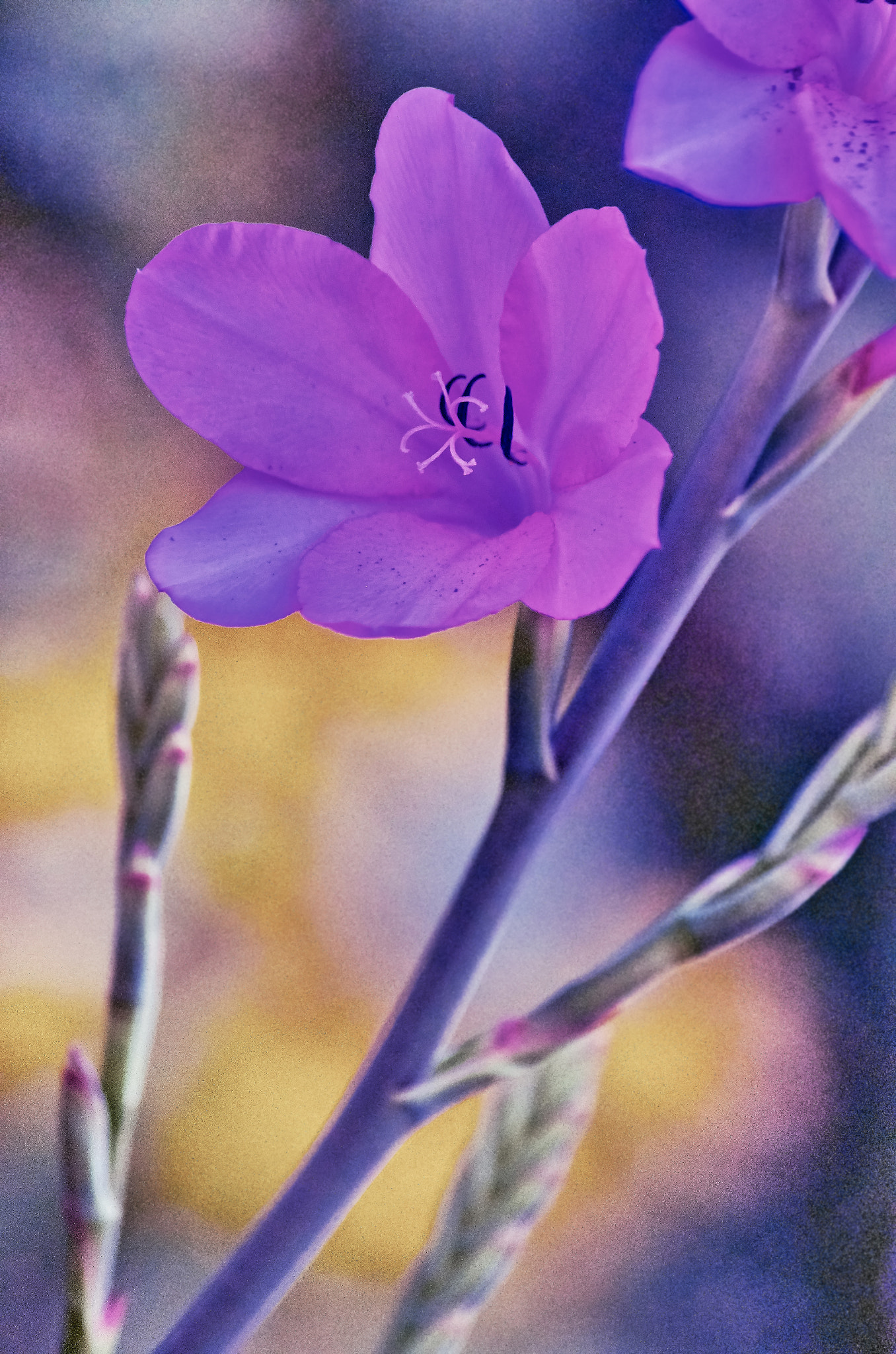 Nikon AF Nikkor 70-300mm F4-5.6G sample photo. Immaculate photography