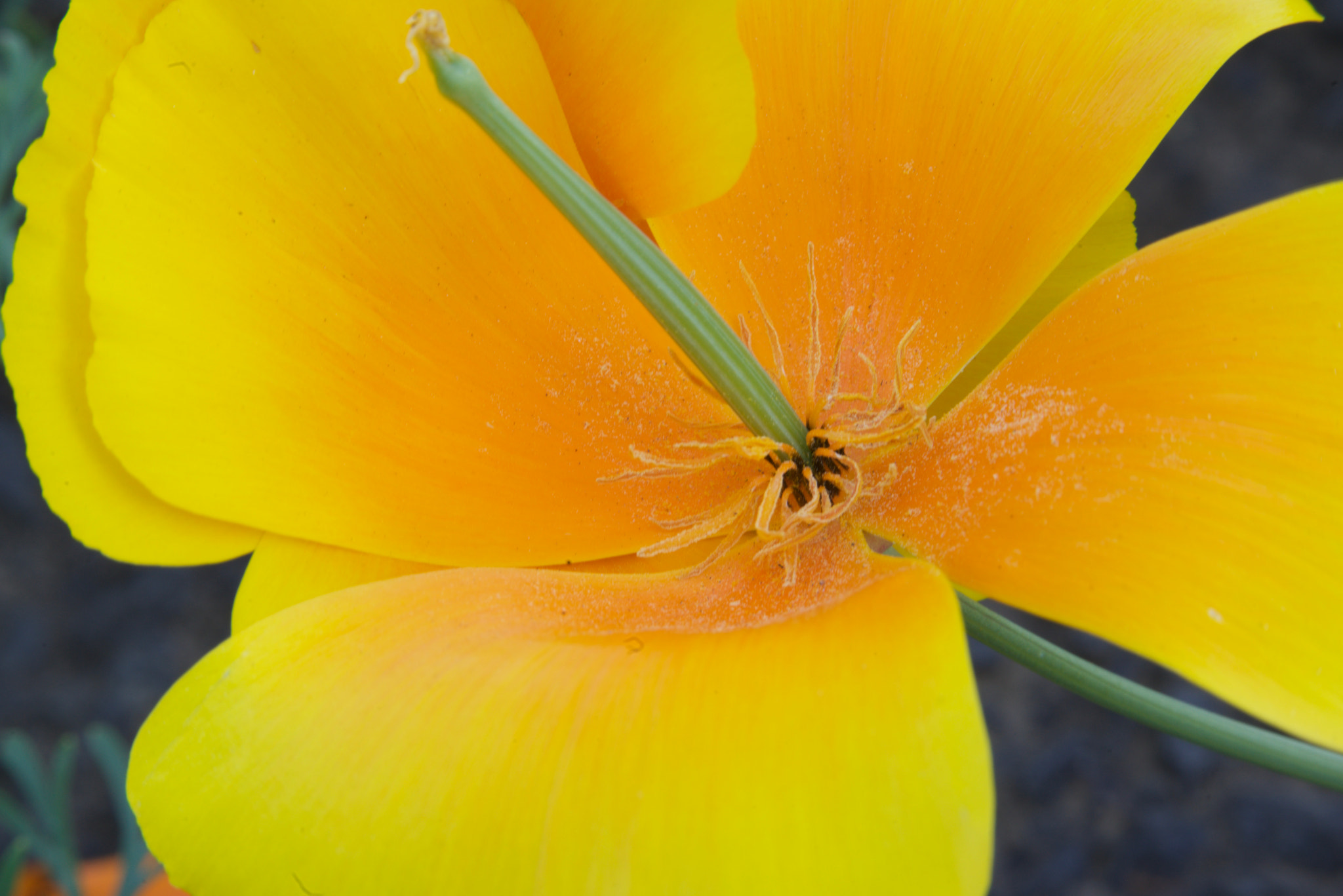 Sony a7R + Sony FE 90mm F2.8 Macro G OSS sample photo. California poppy photography