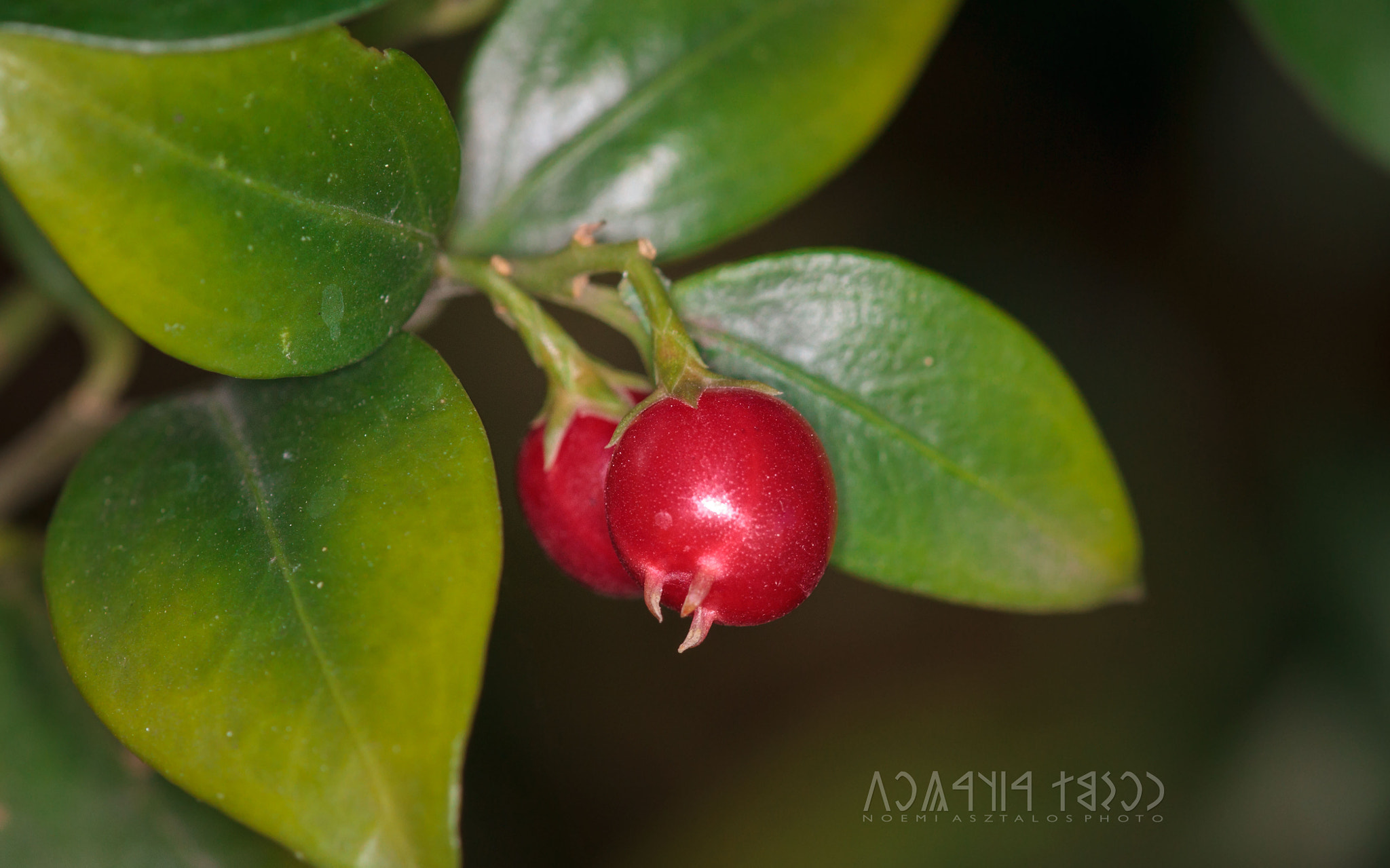 Canon EF 180mm F3.5L Macro USM sample photo. Little red fruits photography