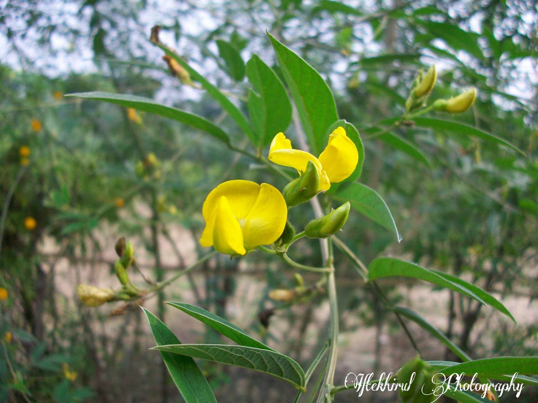 Kodak EASYSHARE M1063 DIGITAL CAMERA sample photo. Beauty of the nature  photography