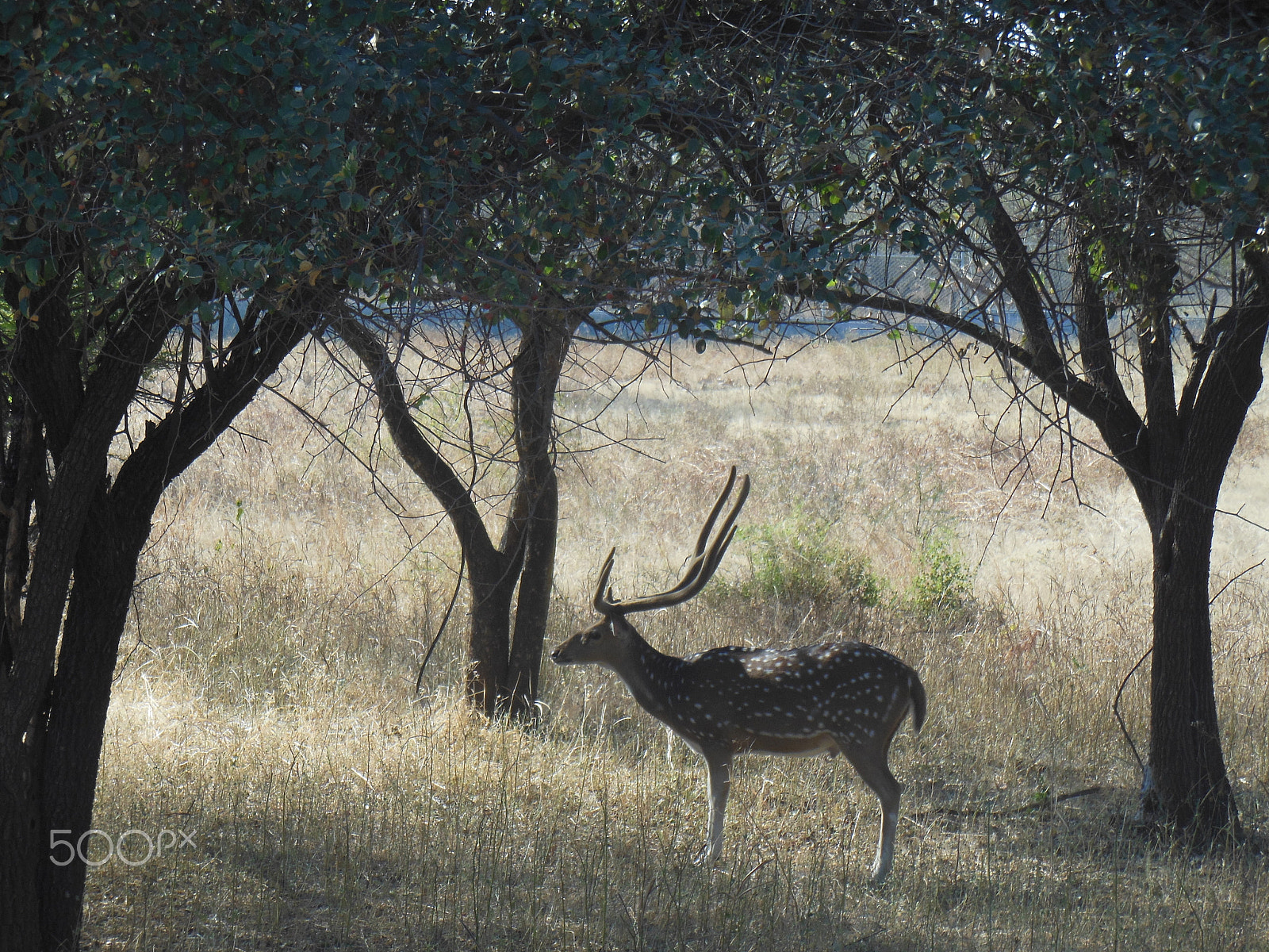 Nikon Coolpix S6300 sample photo. Antelope photography