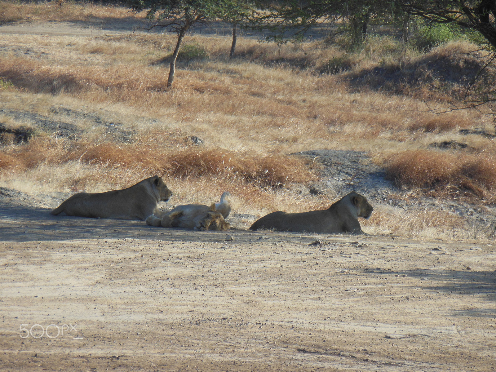 Nikon Coolpix S6300 sample photo. Lioness photography