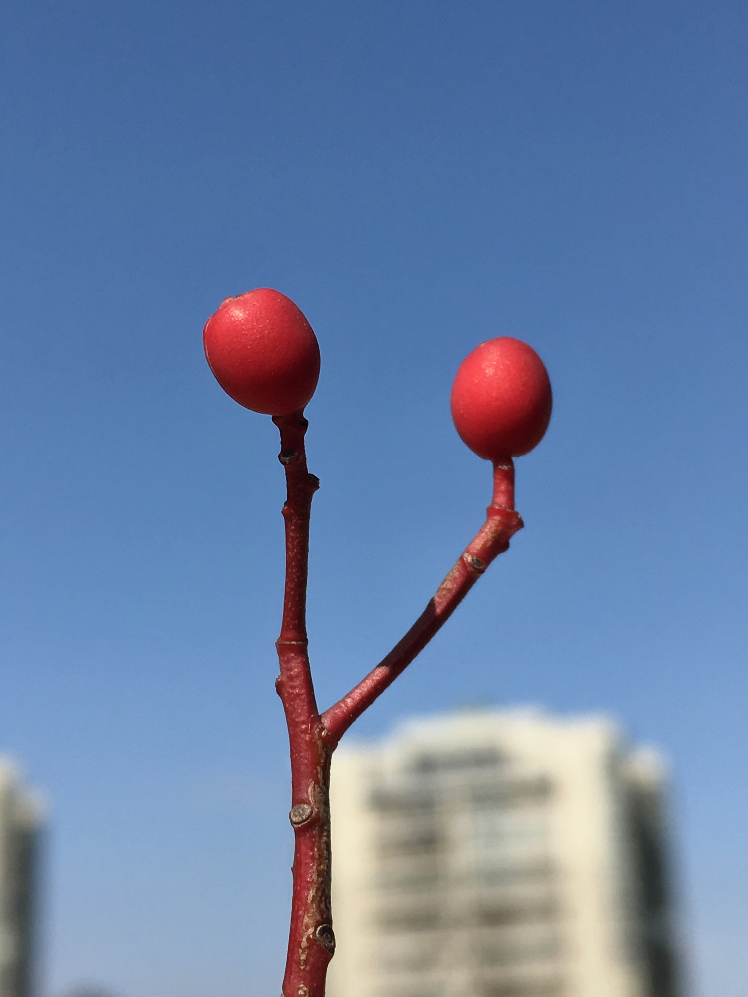 Apple iPhone8,1 sample photo. Just a little photography