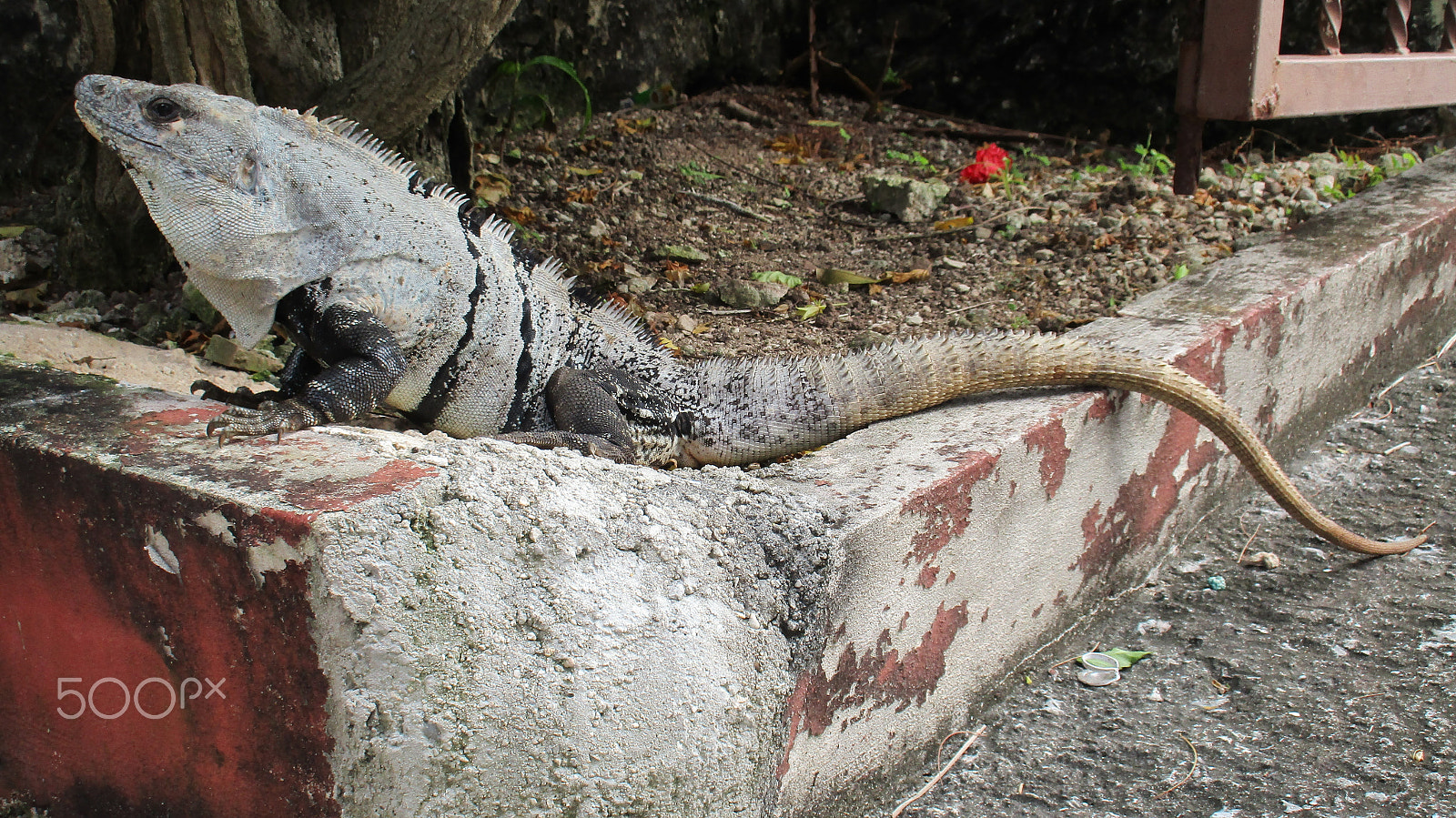 Canon IXUS 172 sample photo. Iguana photography