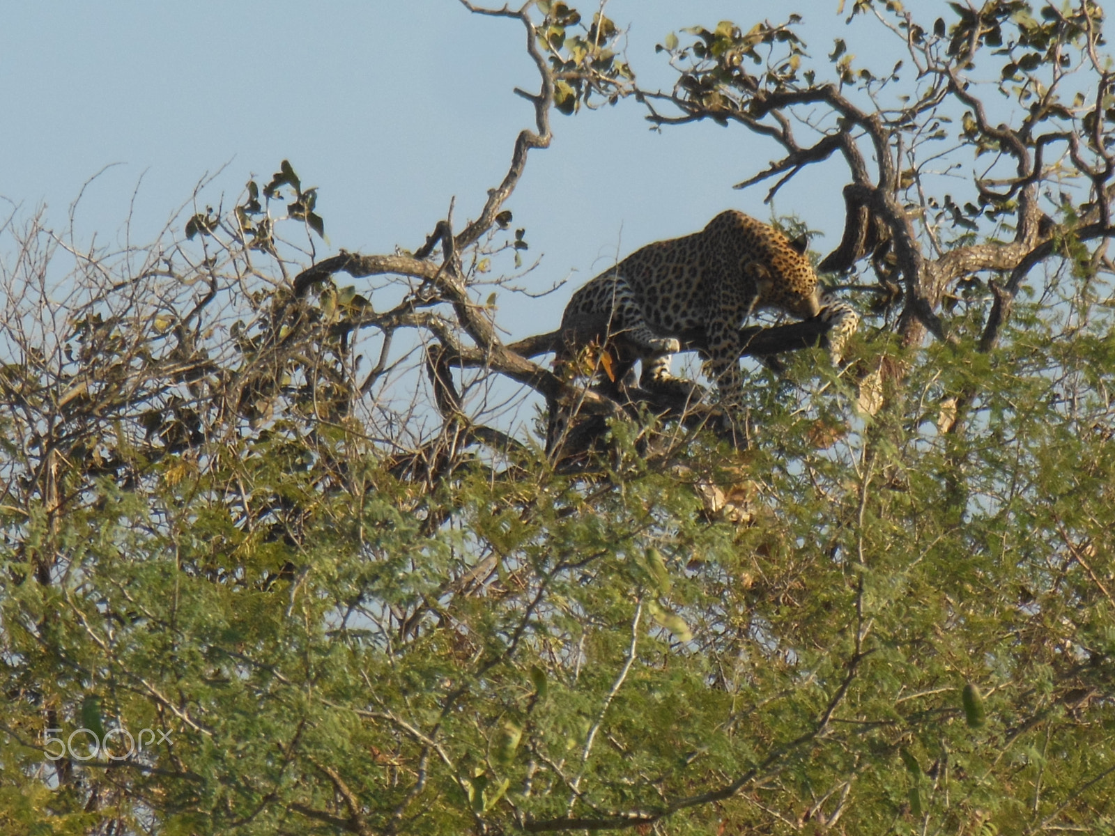 Nikon Coolpix S6300 sample photo. Leopard on treetop photography