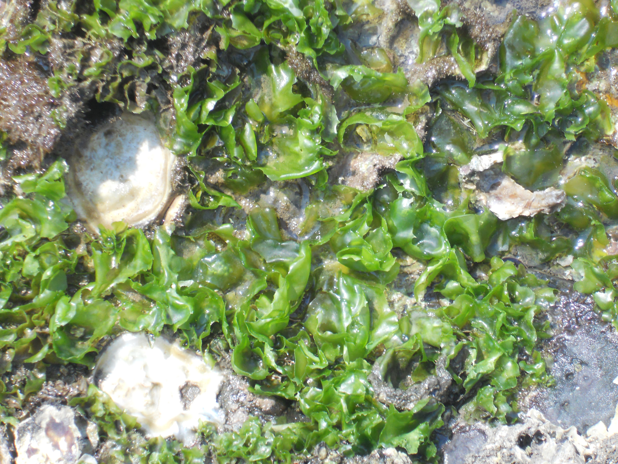 Nikon Coolpix S3000 sample photo. Edible algae ulva photography