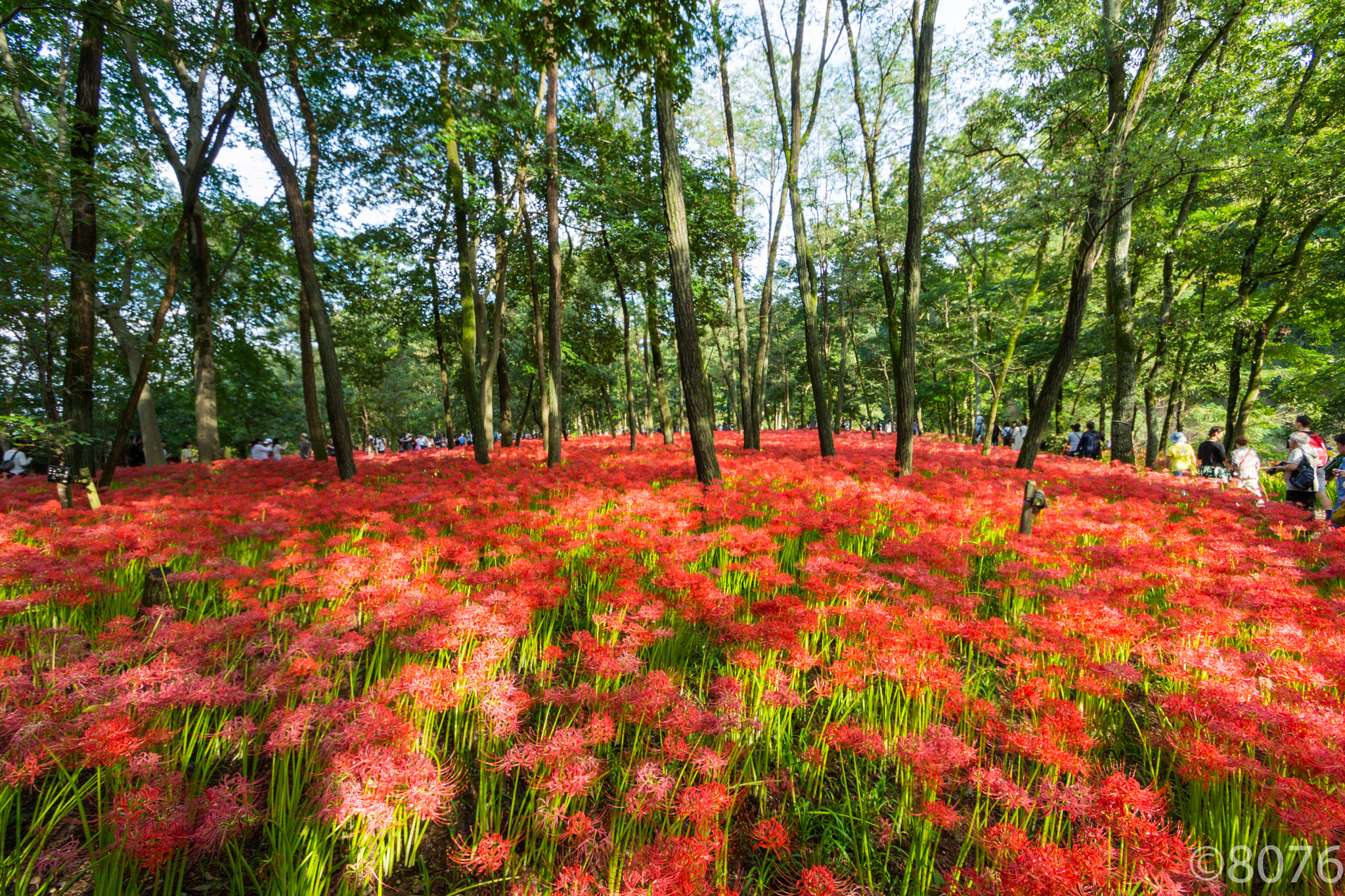 Nikon D7200 + Tamron SP AF 10-24mm F3.5-4.5 Di II LD Aspherical (IF) sample photo. Colony of red spider lily at saitama, japan photography