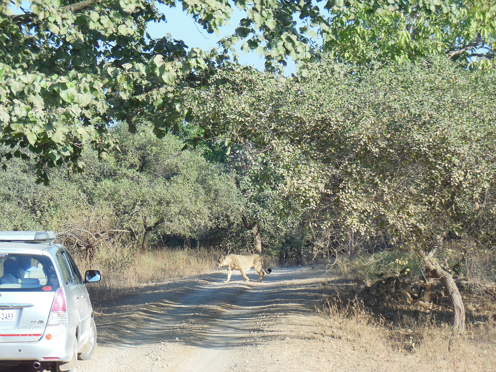 Nikon Coolpix S6300 sample photo. Young lion crossing road photography