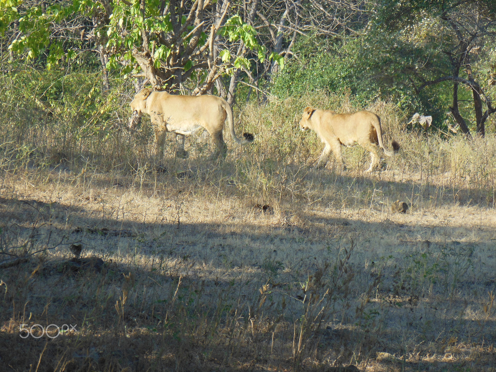 Nikon Coolpix S6300 sample photo. Her highness and pride follows photography