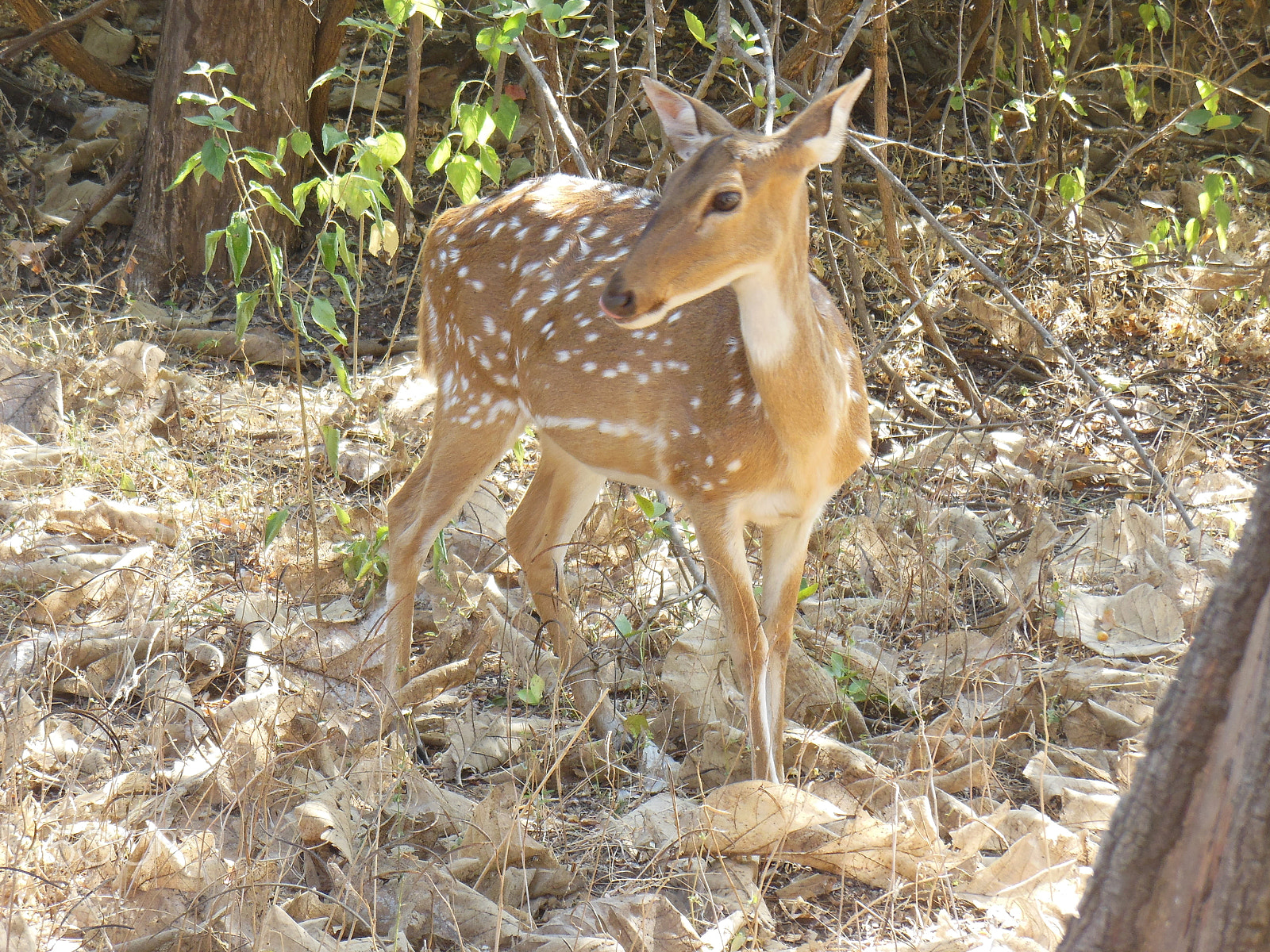 Nikon Coolpix S6300 sample photo. Deer photography