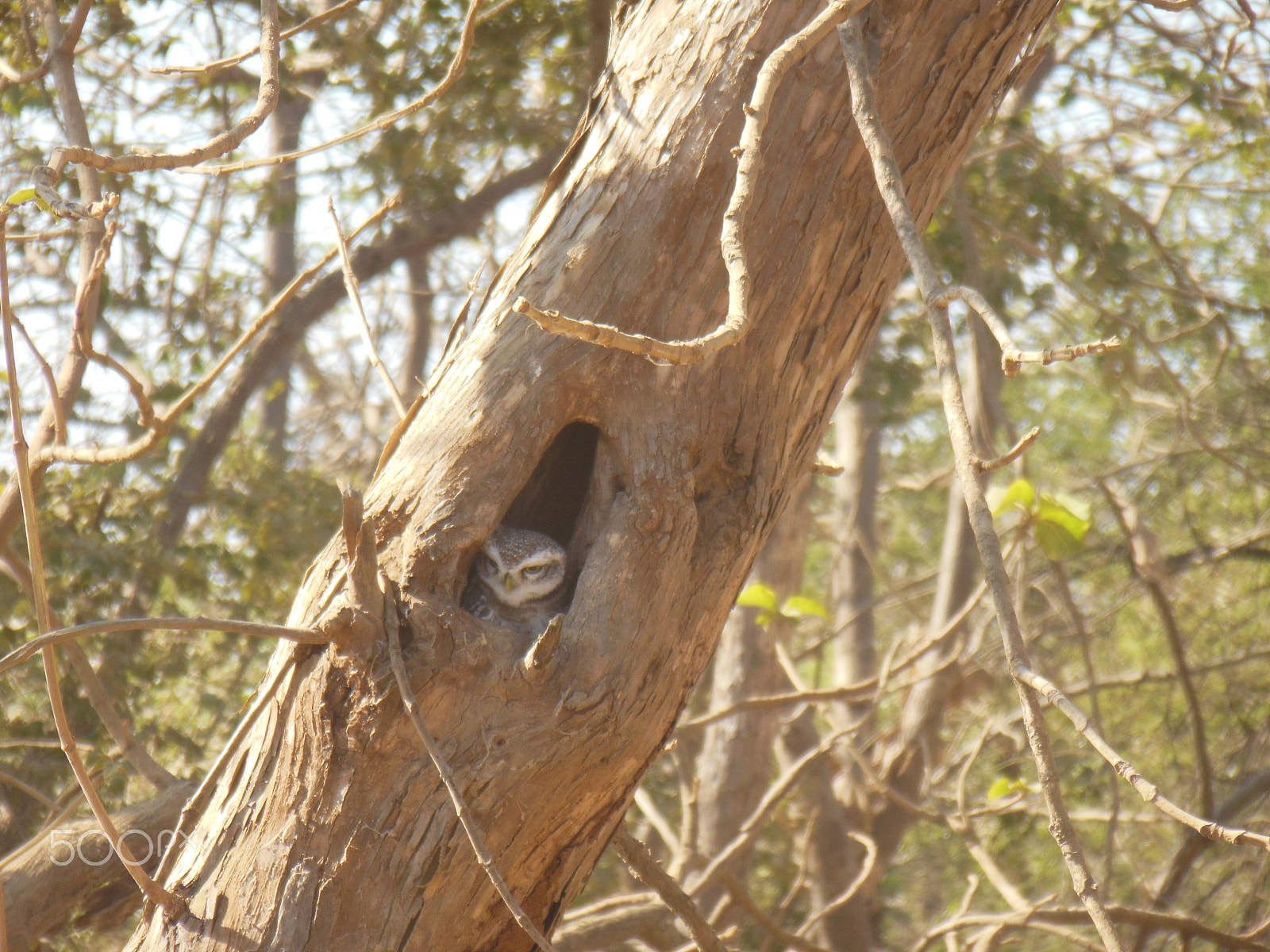 Nikon Coolpix S6300 sample photo. Owlet photography