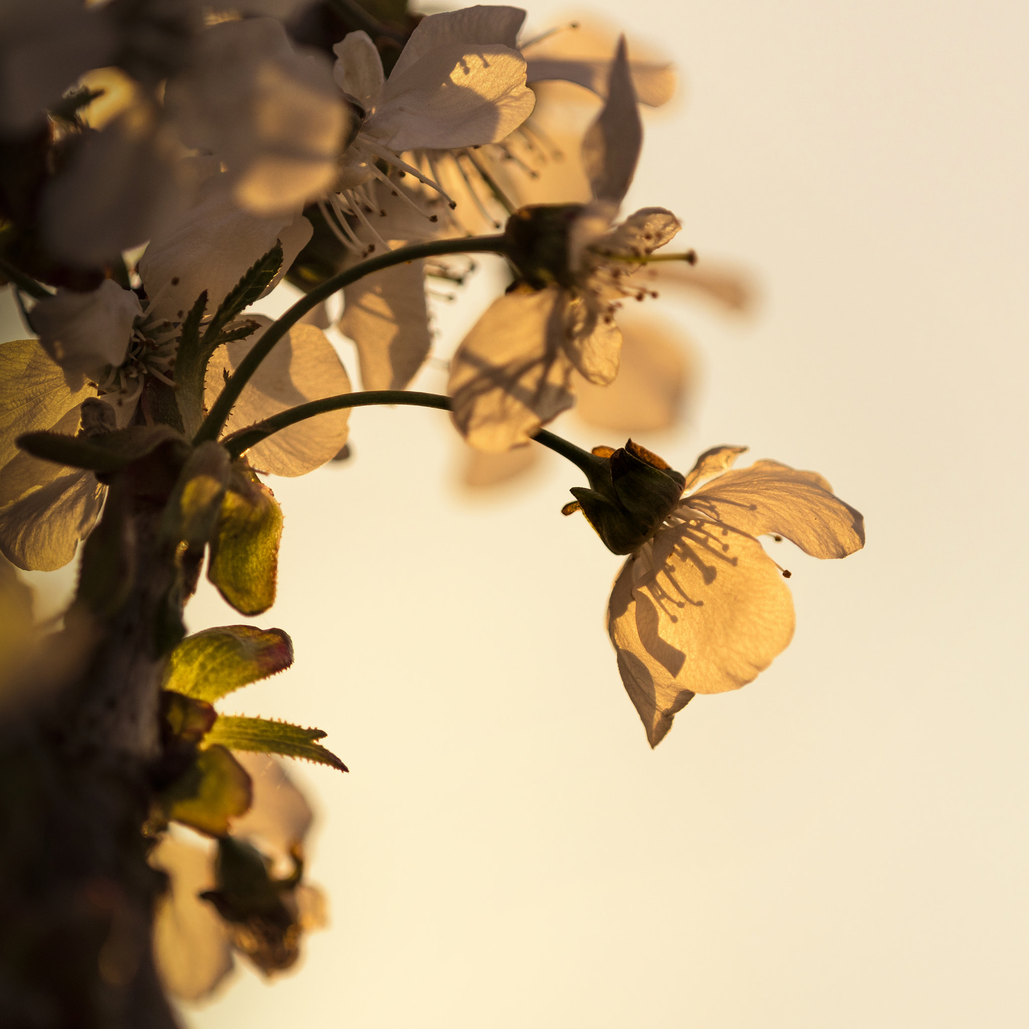 Nikon D810 + Nikon AF Micro-Nikkor 200mm F4D ED-IF sample photo. Cherry blossom sunset photography