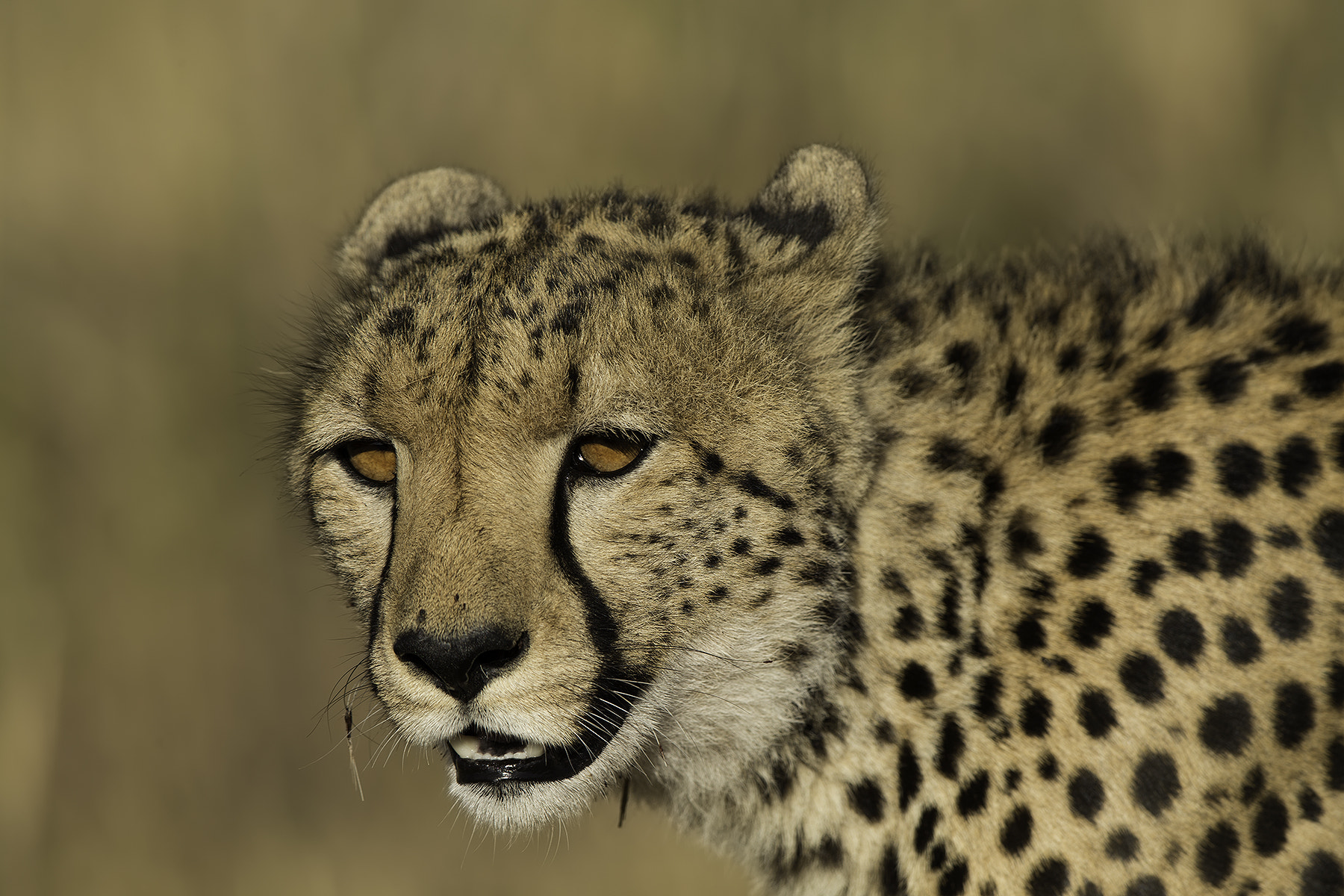 Canon EF 600mm F4L IS II USM sample photo. Fiery eyes photography