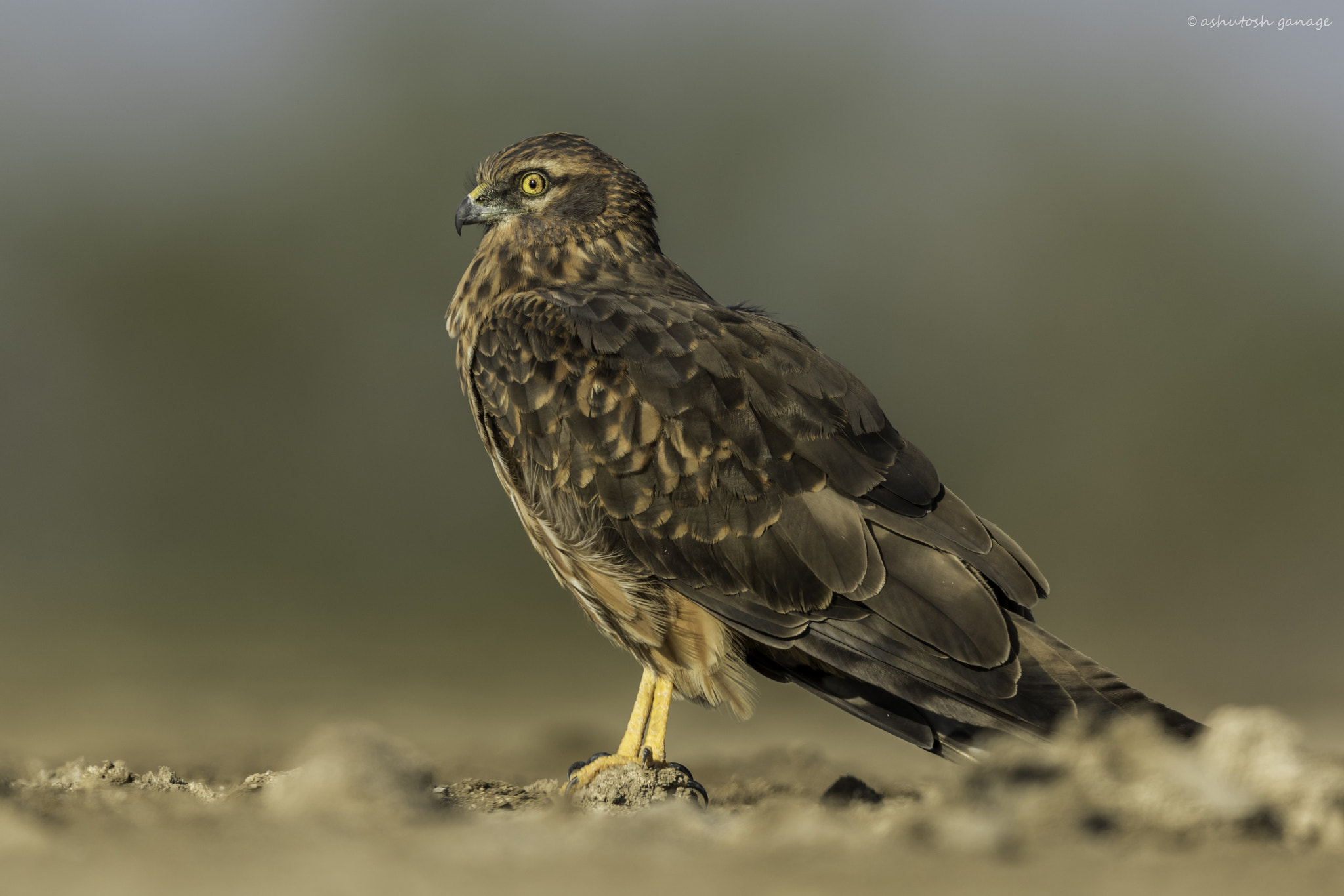 Canon EF 500mm F4L IS II USM sample photo. Montagu's harrier photography