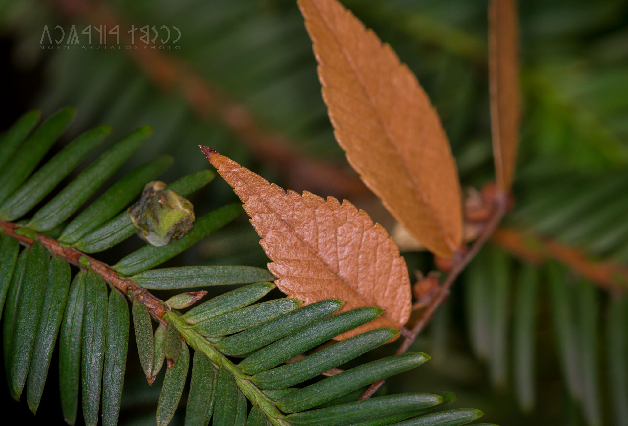 Canon EF 180mm F3.5L Macro USM sample photo. Leaves photography