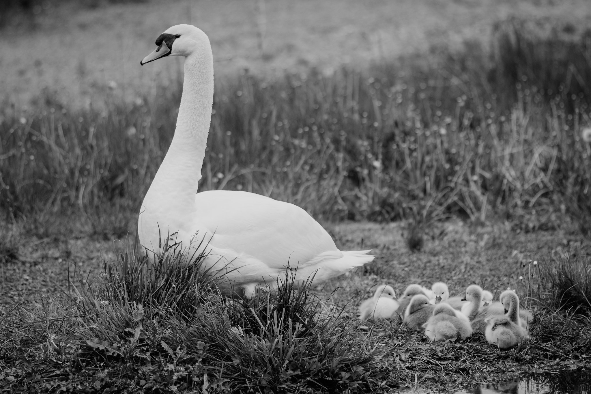 Canon EOS 600D (Rebel EOS T3i / EOS Kiss X5) + Canon EF 200mm F2.8L II USM sample photo. Swan family photography