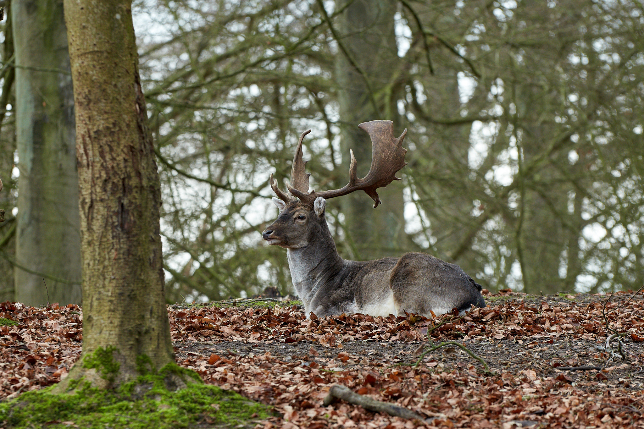 Canon EOS-1D X sample photo. Resting deer photography