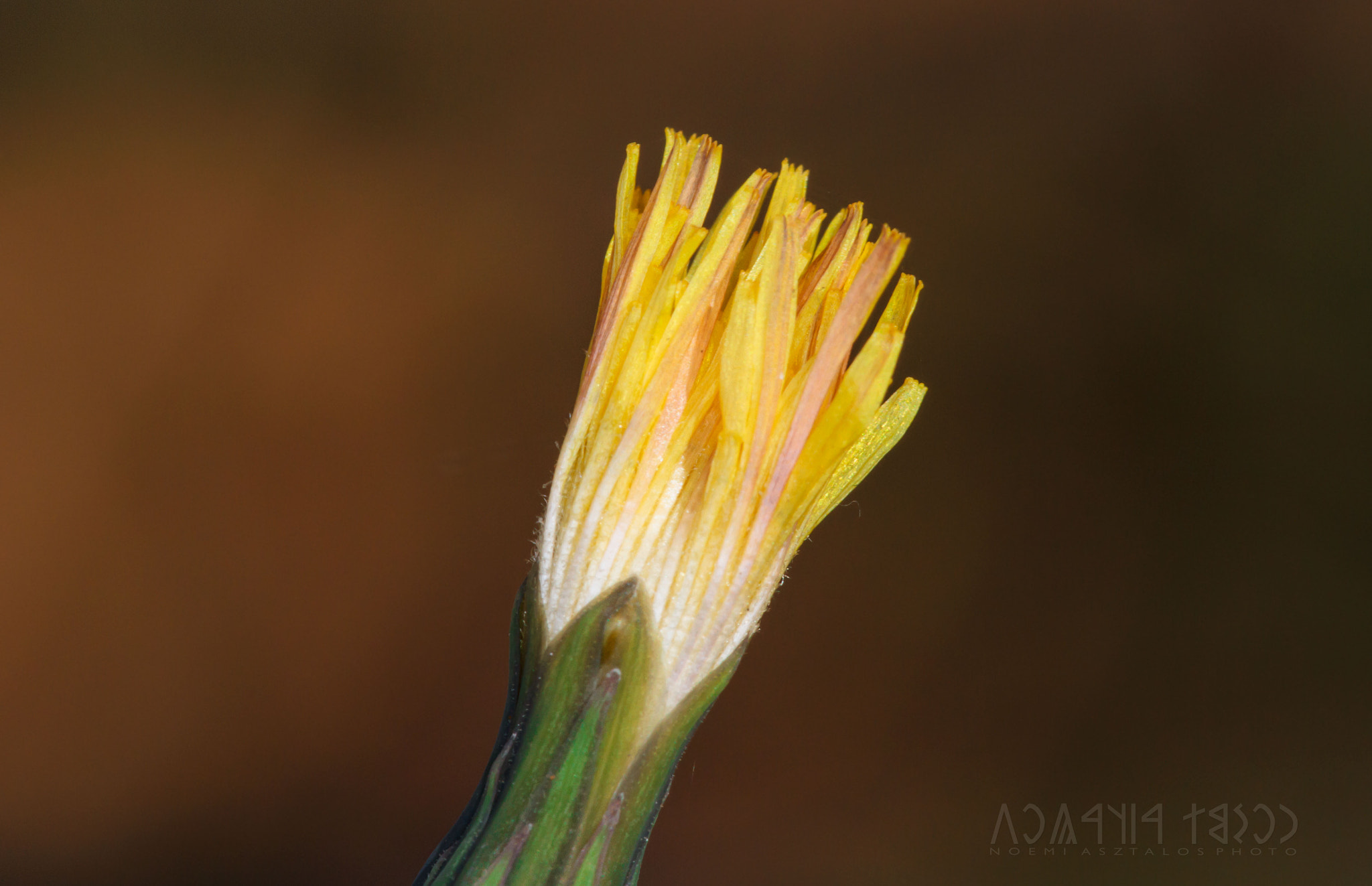 Canon EF 180mm F3.5L Macro USM sample photo. Opening flower photography
