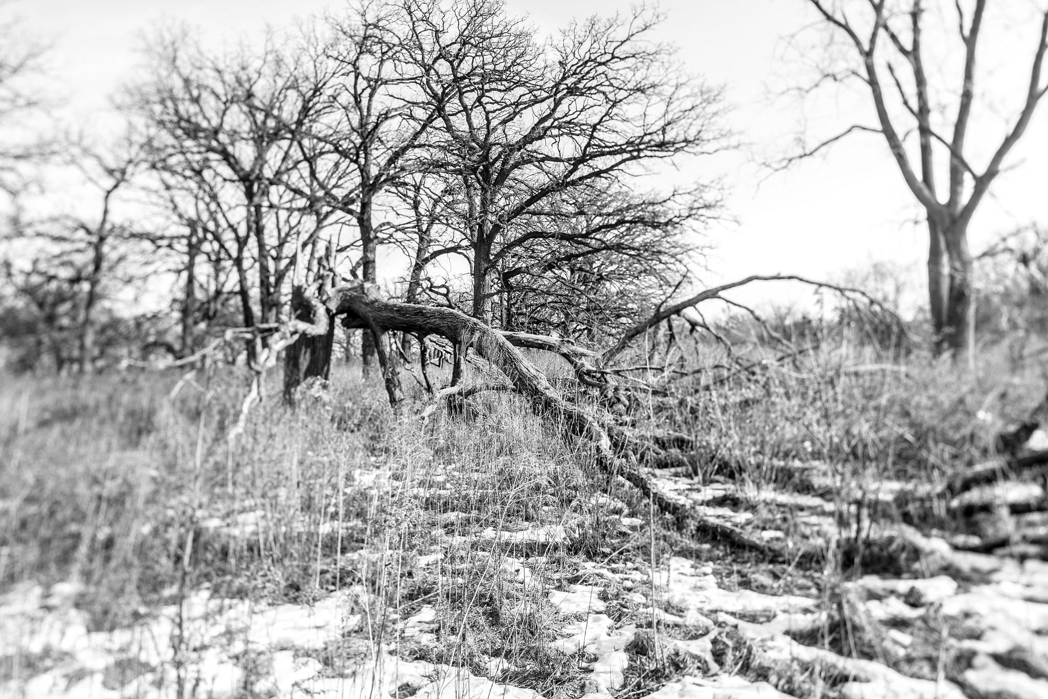 Canon TS-E 24.0mm f/3.5 L II sample photo. Fallen photography