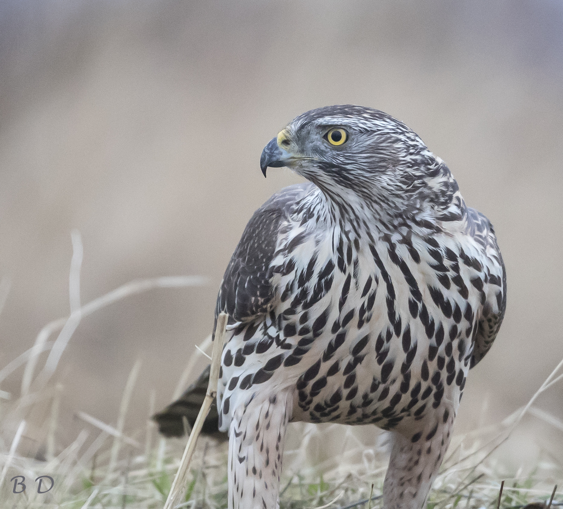 Canon EF 500mm F4L IS USM sample photo. Goshawk portrait photography