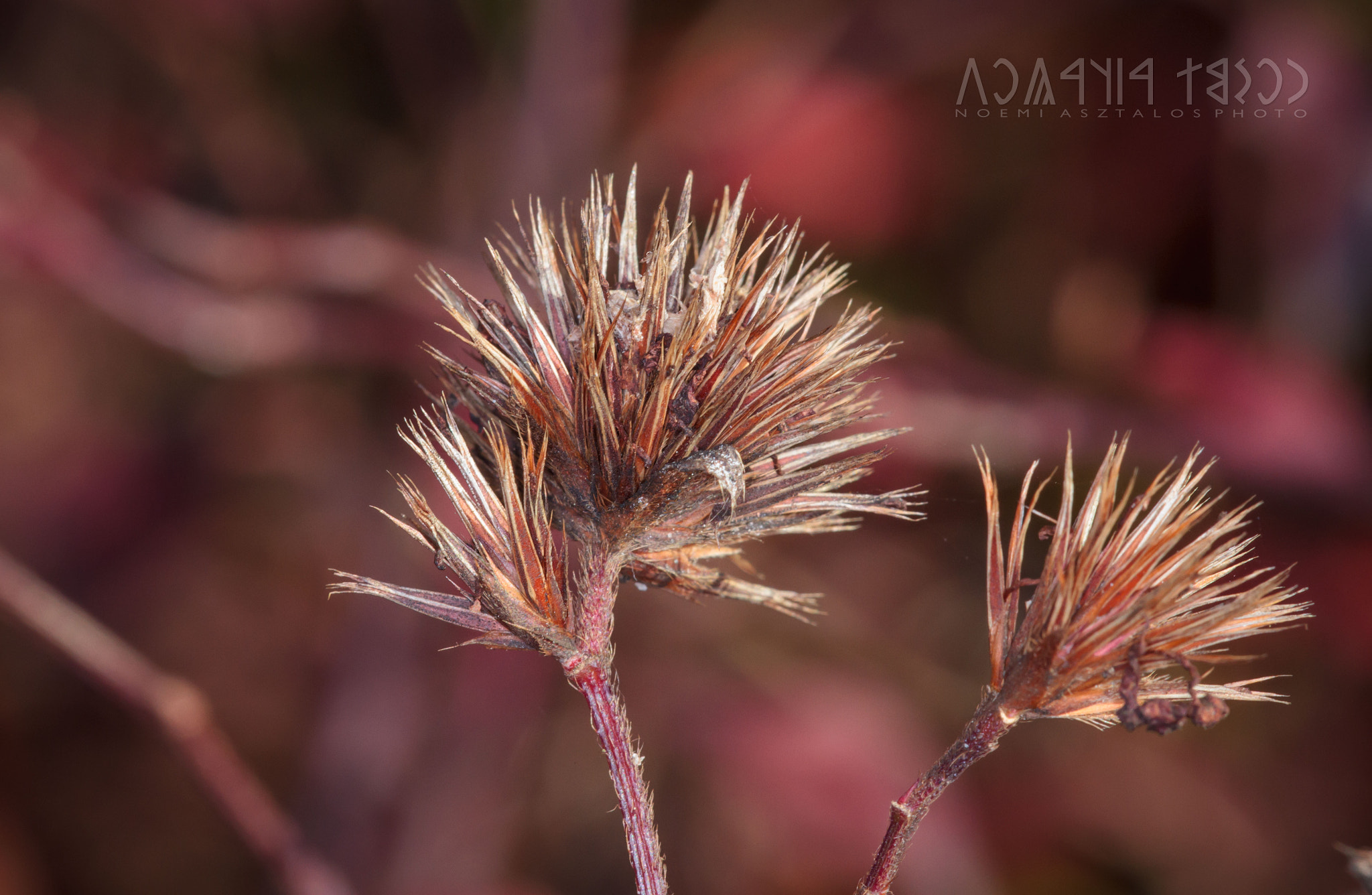 Canon EF 180mm F3.5L Macro USM sample photo. Spiky flowers photography