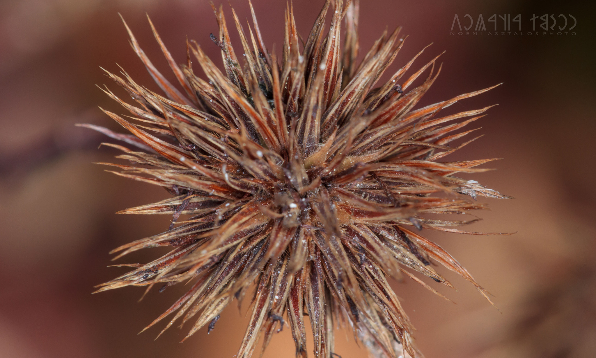 Canon EF 180mm F3.5L Macro USM sample photo. Spiky flower photography