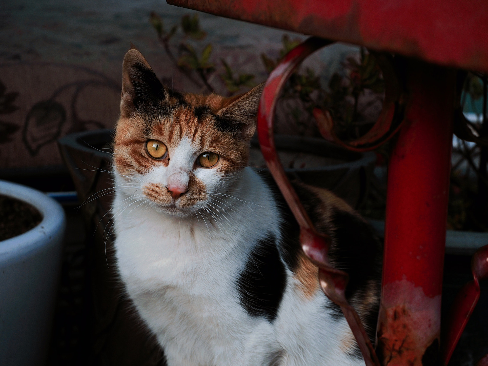 Olympus M.Zuiko Digital ED 12-40mm F2.8 Pro sample photo. Street cat at wharf photography