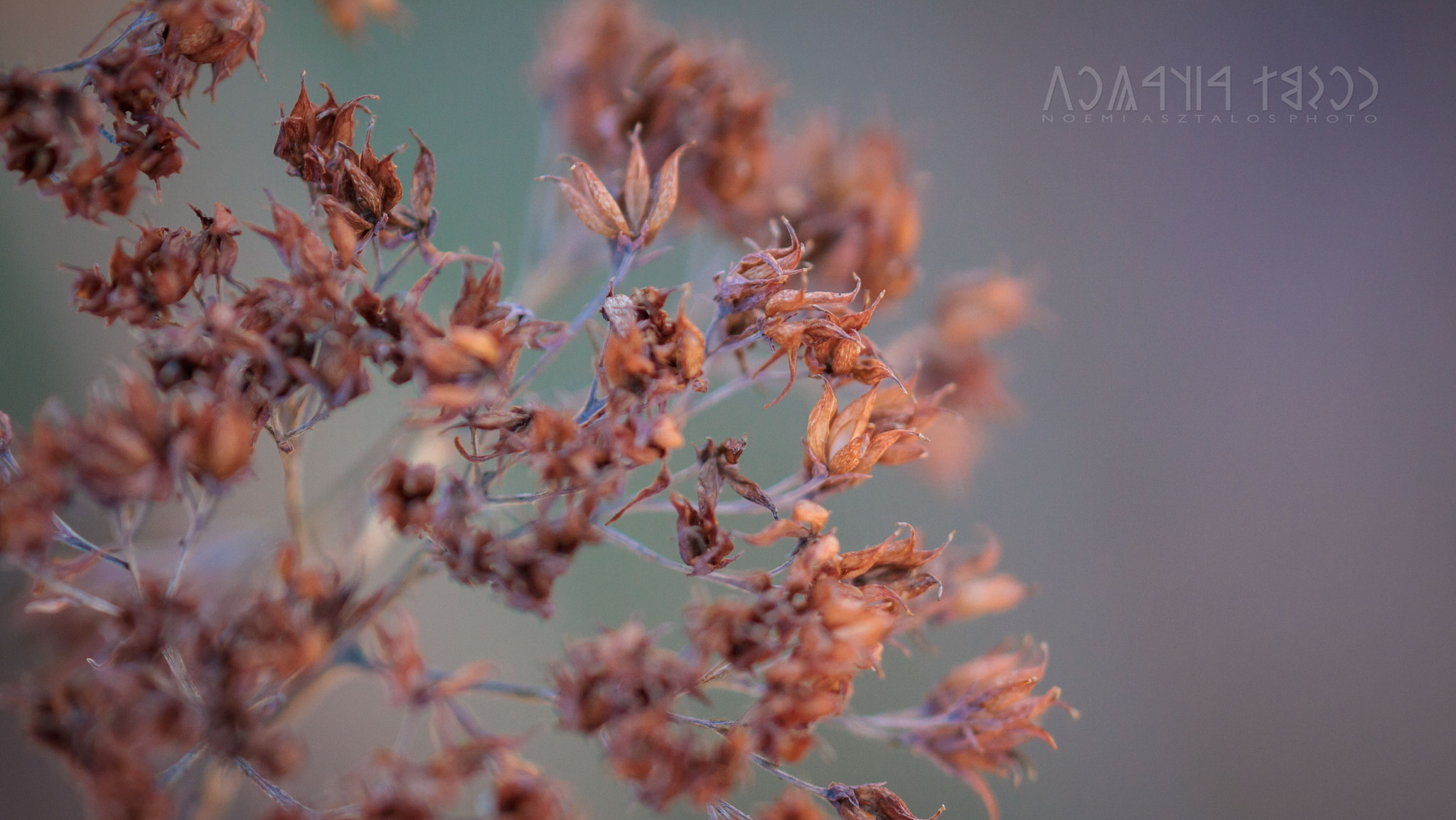 Canon EF 180mm F3.5L Macro USM sample photo. Dry beauty photography