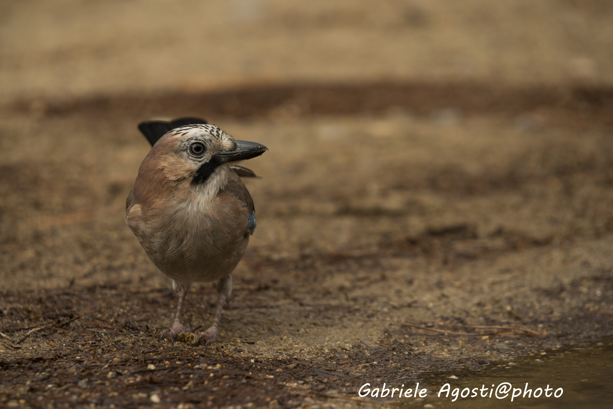 Sigma 70-200mm F2.8 EX DG OS HSM sample photo. Ghiandaia photography