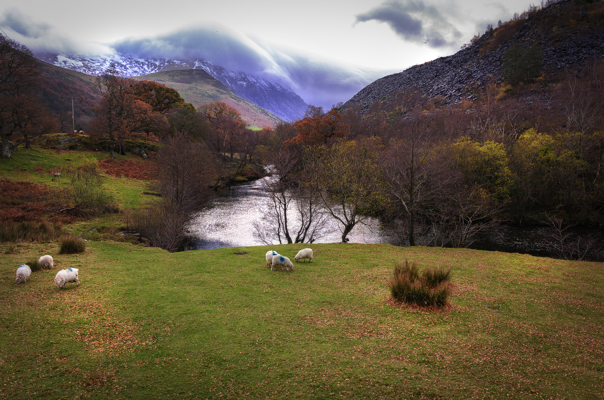 Tokina AT-X 16-28mm F2.8 Pro FX sample photo. Sheep photography