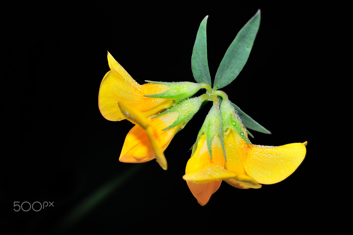 Nikon D300 + Sigma 150mm F2.8 EX DG Macro HSM sample photo. Flower photography