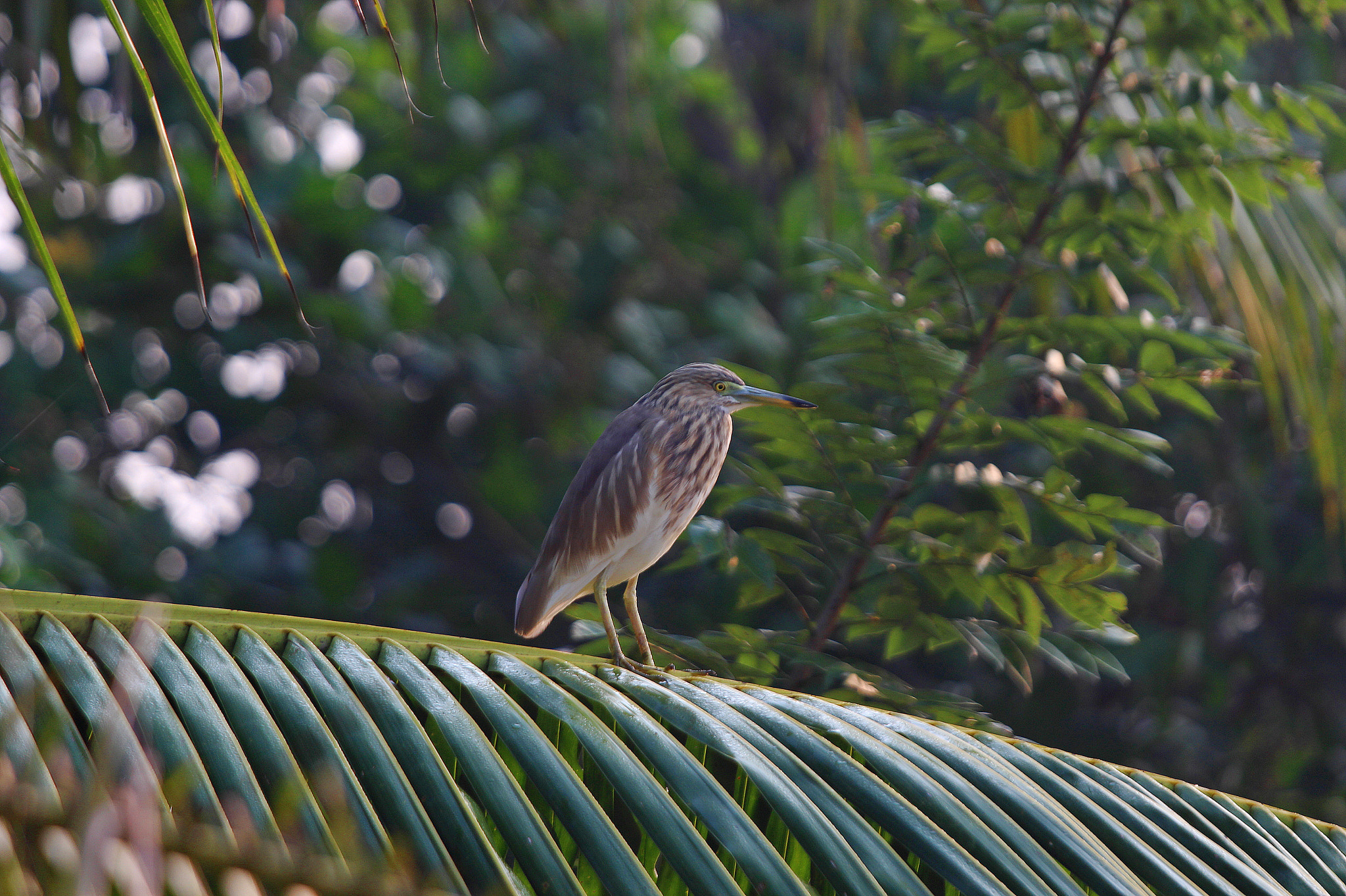 Canon EOS 600D (Rebel EOS T3i / EOS Kiss X5) + Canon EF 70-200mm F4L IS USM sample photo. Indian pond heron photography