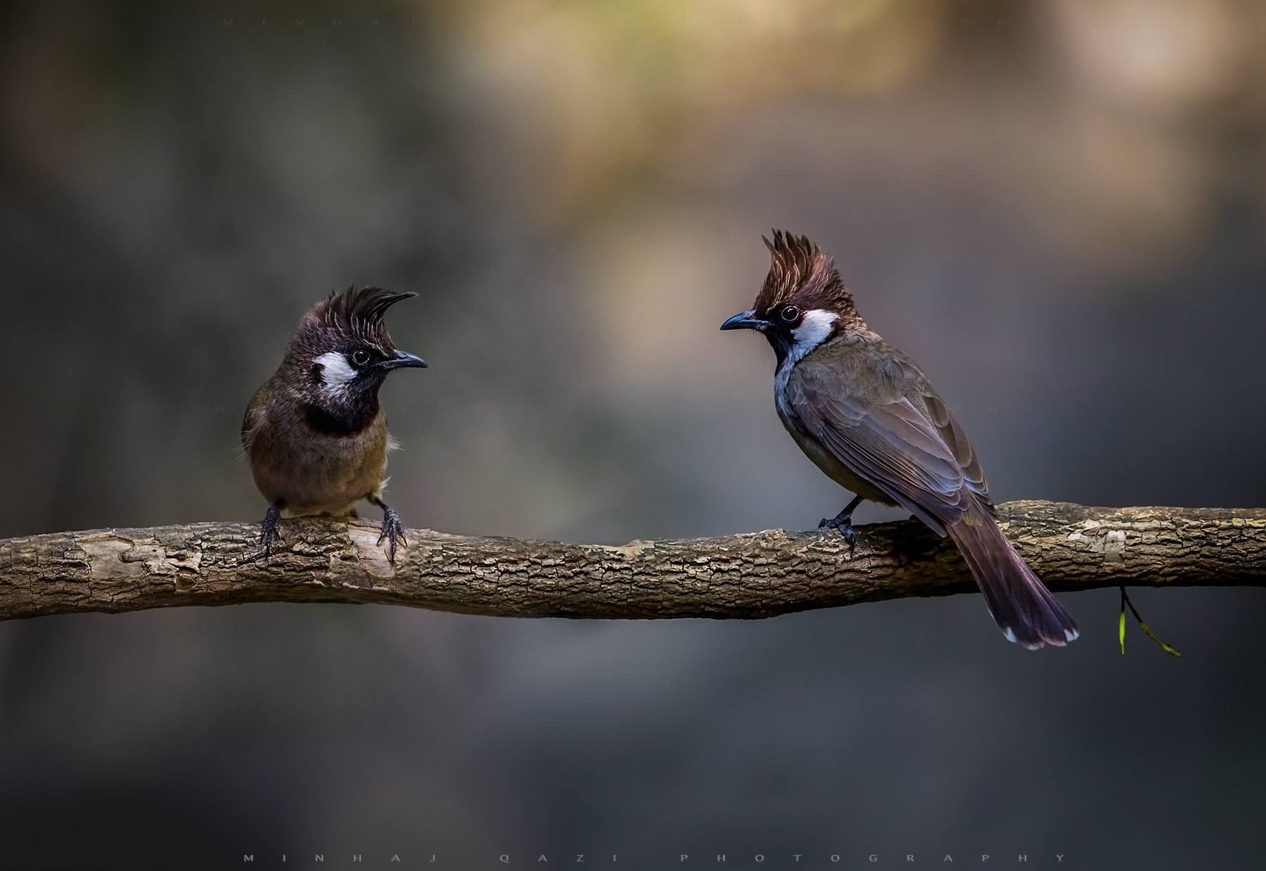 Canon EF 500mm F4L IS II USM sample photo. Perfect pair photography