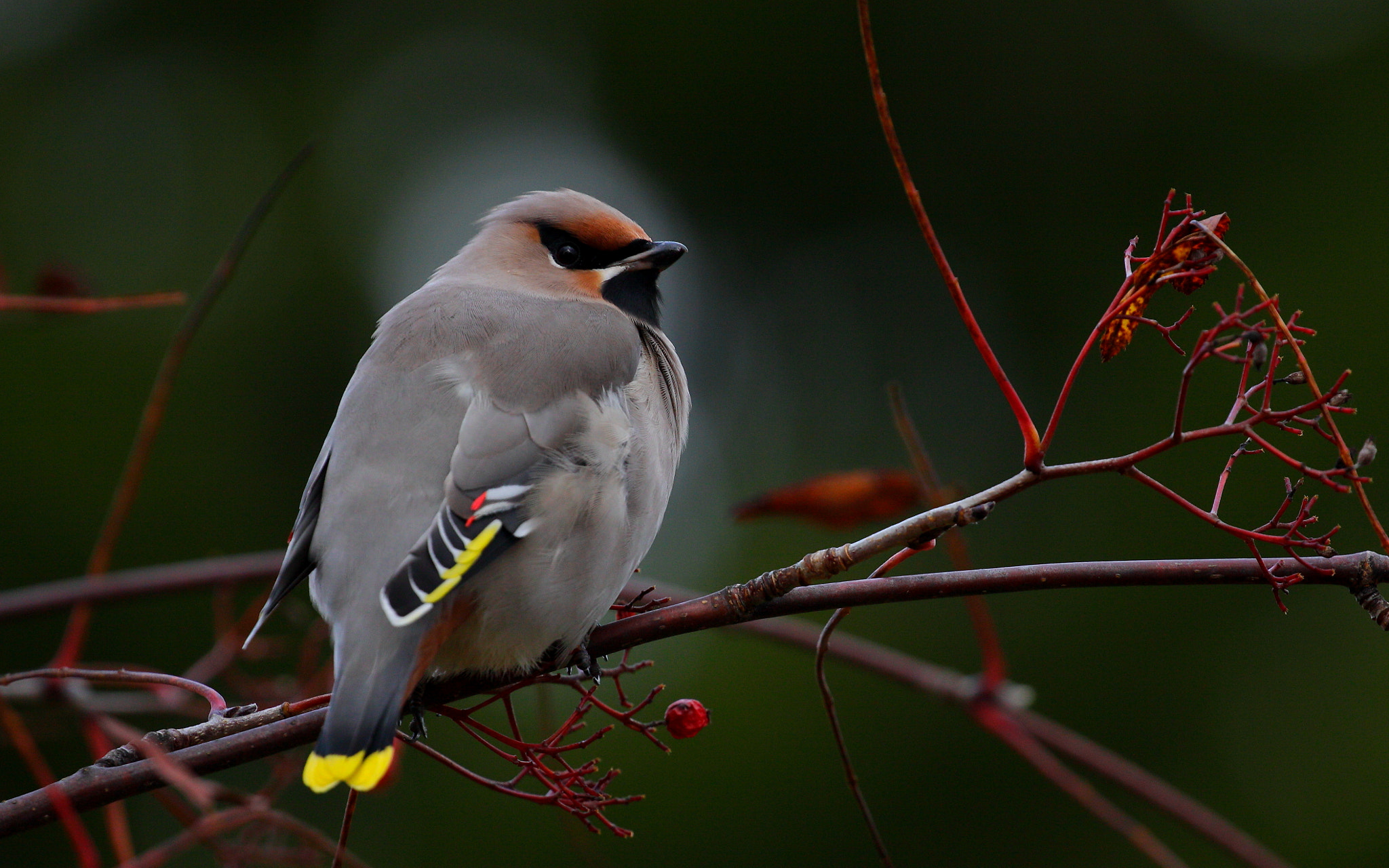 Canon EOS 50D sample photo. Waxwing photography