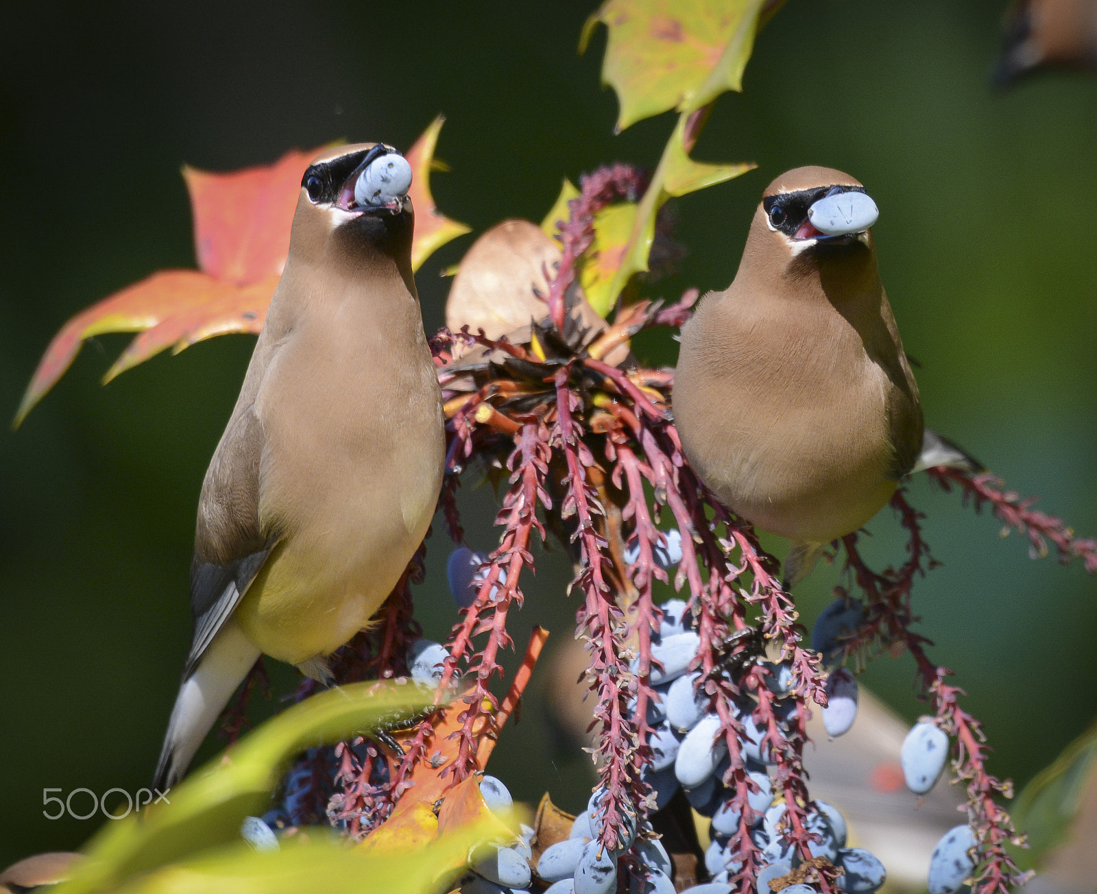 Nikon D7100 + Nikon AF-S Nikkor 500mm F4G ED VR sample photo. Cedar waxwings photography