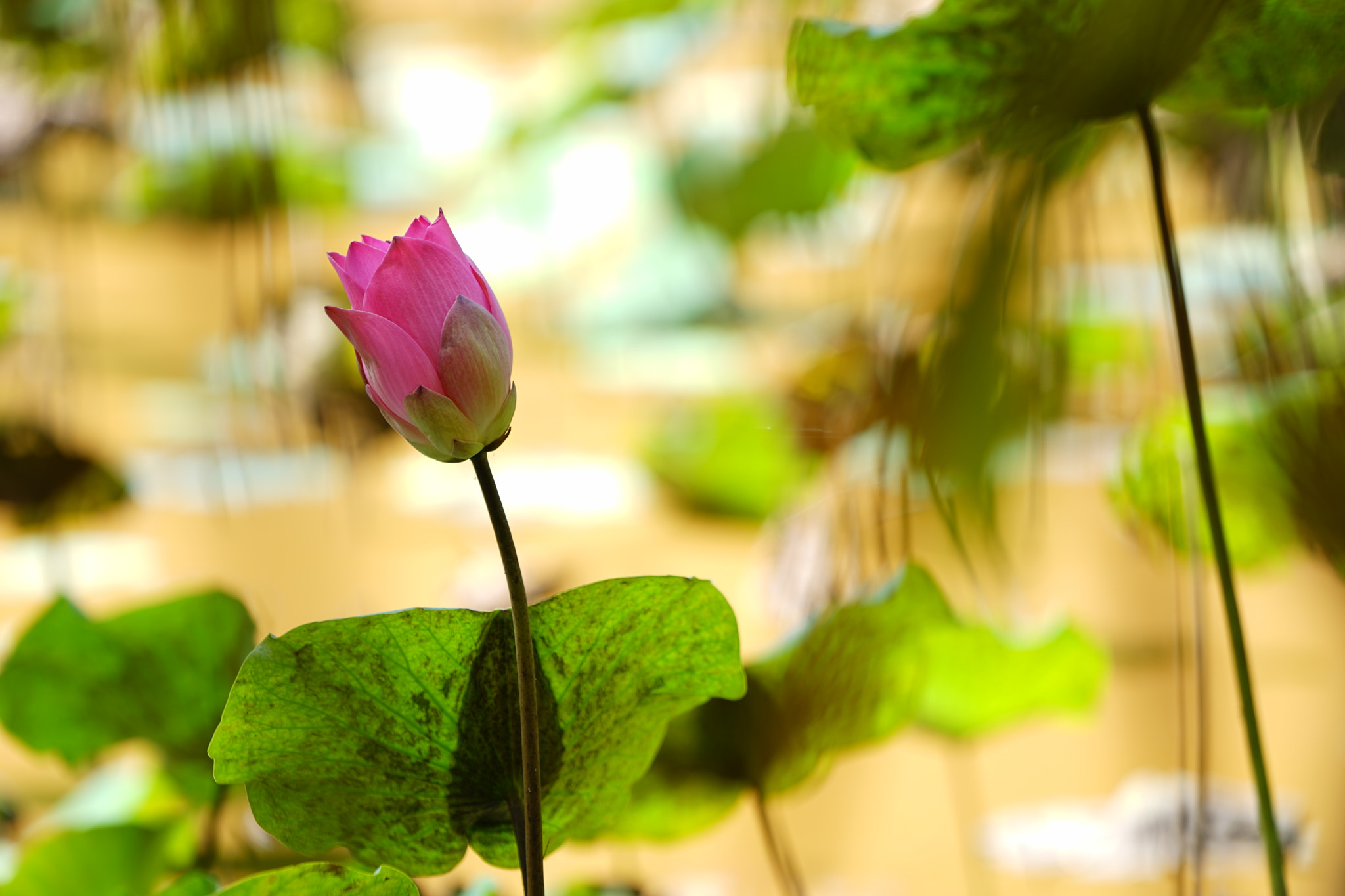 Sony FE 70-200mm F4 G OSS sample photo. Lotus photography