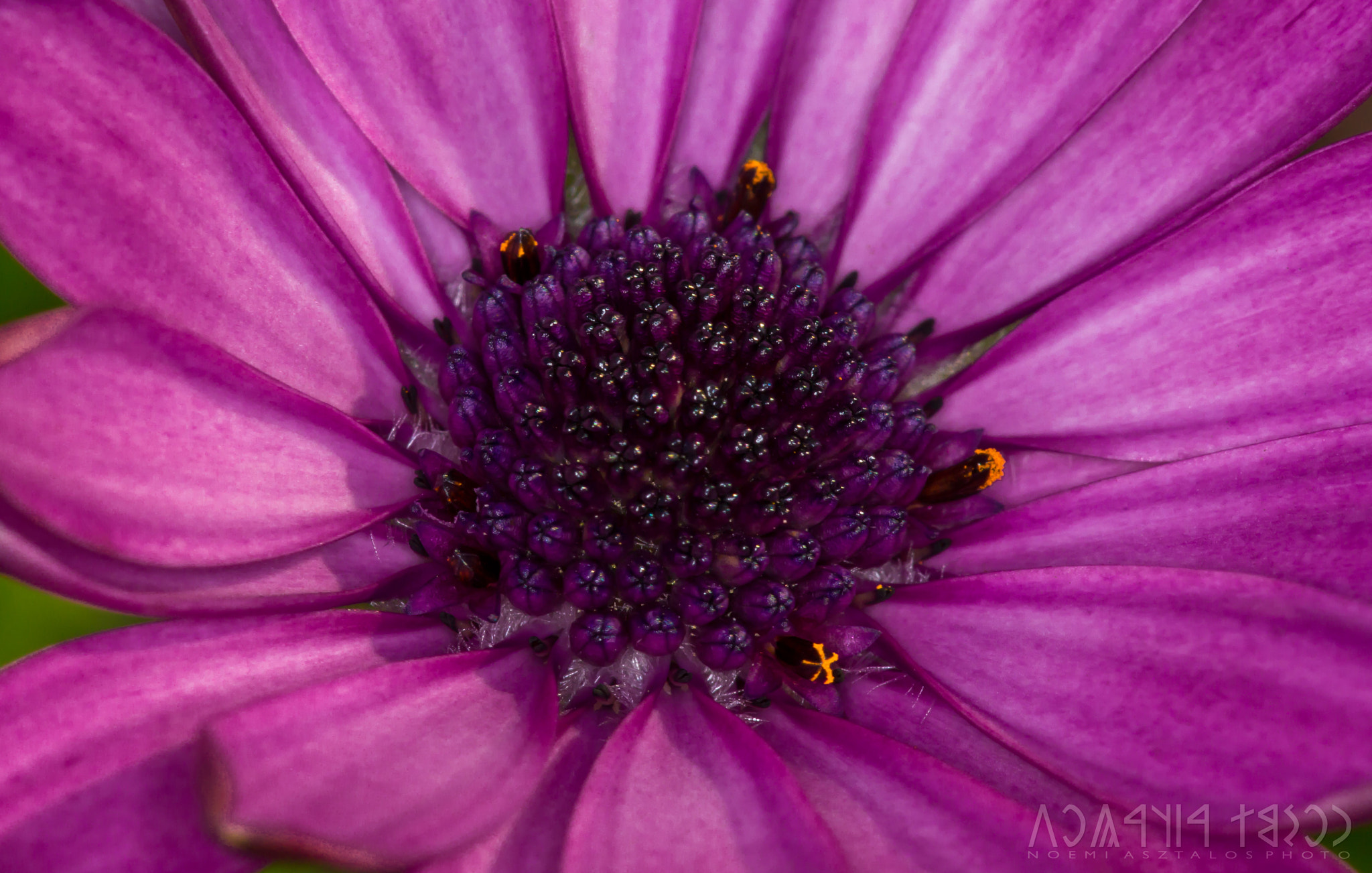 Canon EF 180mm F3.5L Macro USM sample photo. Flower heart photography