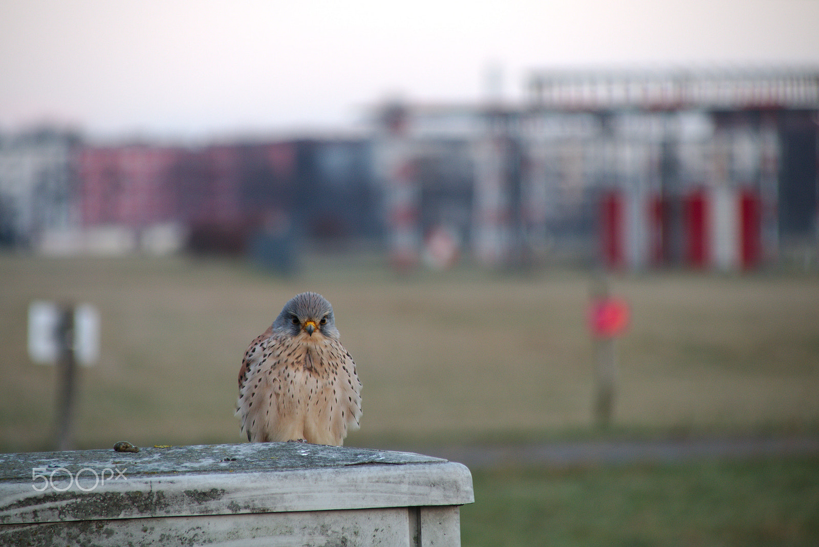 Canon EOS 70D + Canon TS-E 90mm F2.8 Tilt-Shift sample photo. Airport hawk photography