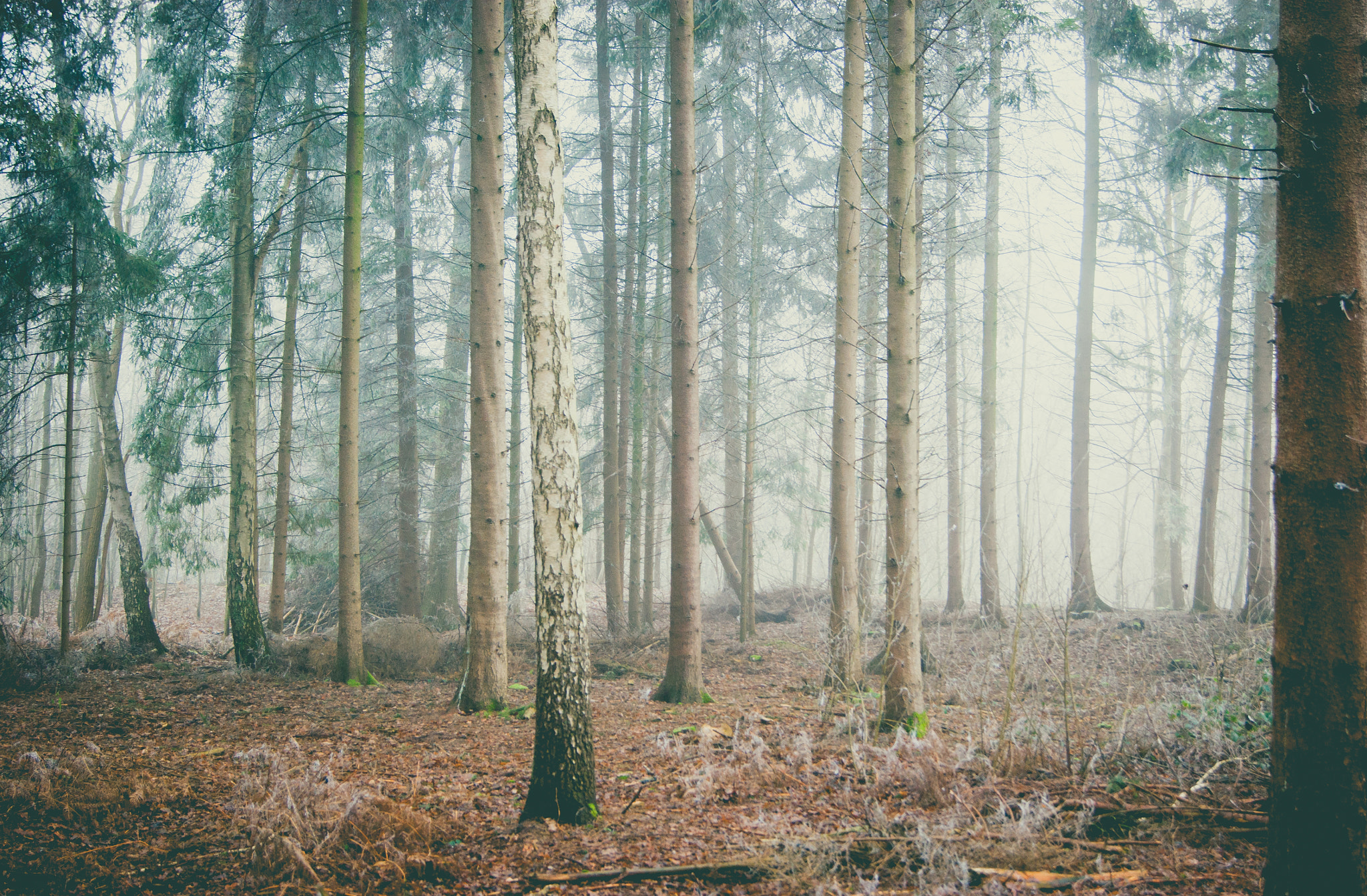 Sony Alpha DSLR-A390 + Sony DT 18-55mm F3.5-5.6 SAM sample photo. Trees photography