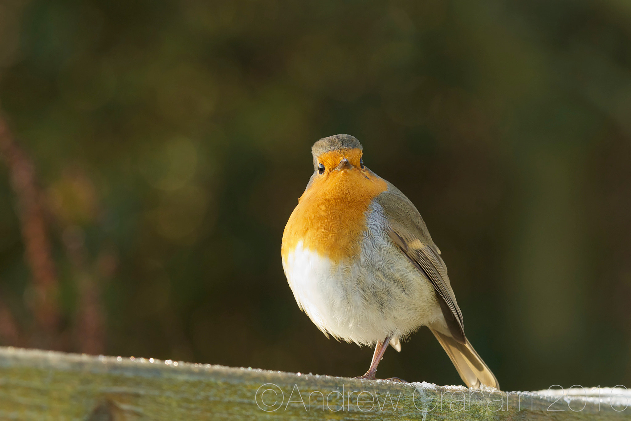 Canon EOS-1D Mark IV sample photo. Puffed up photography