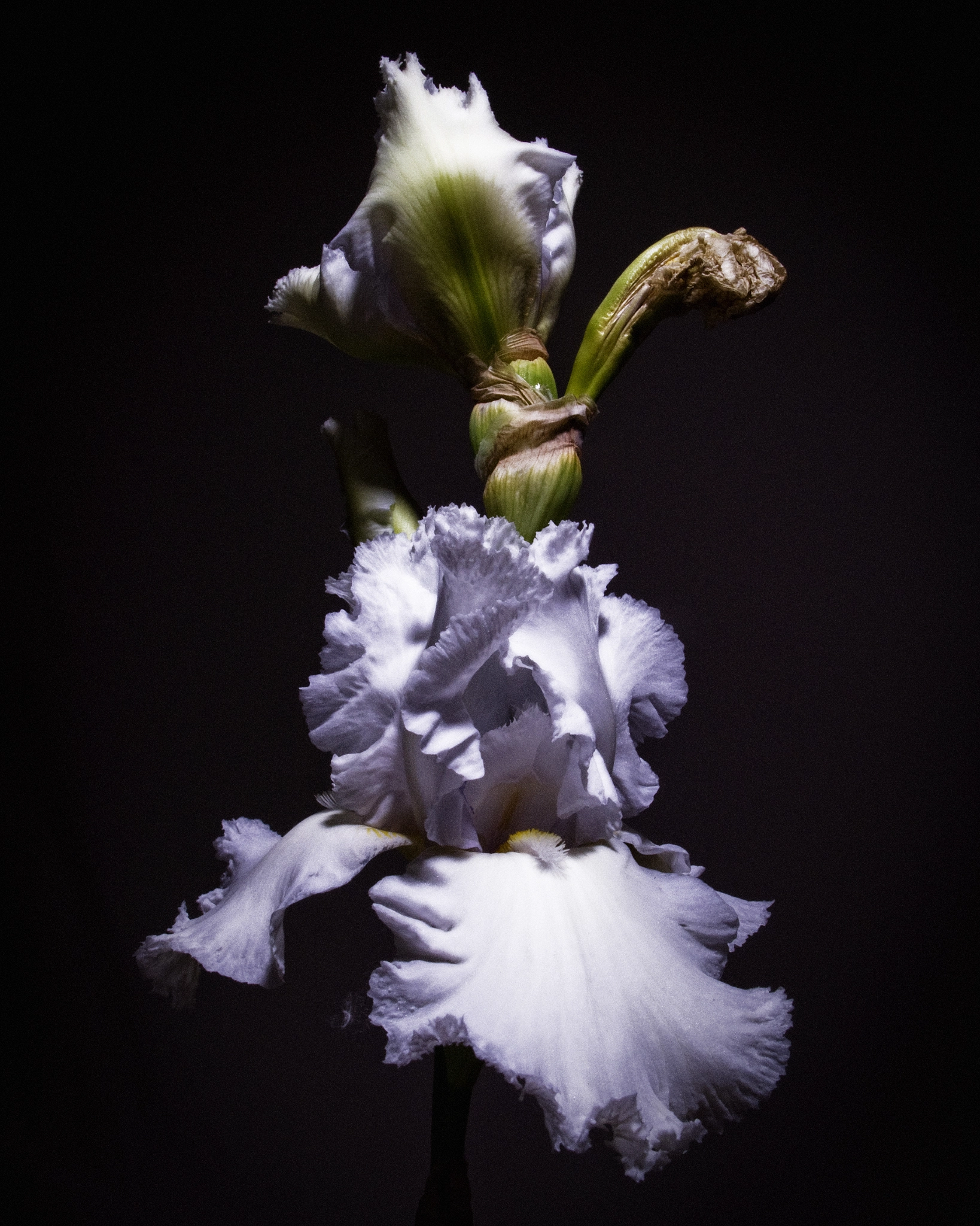 Olympus C8080WZ sample photo. White iris #1 photography