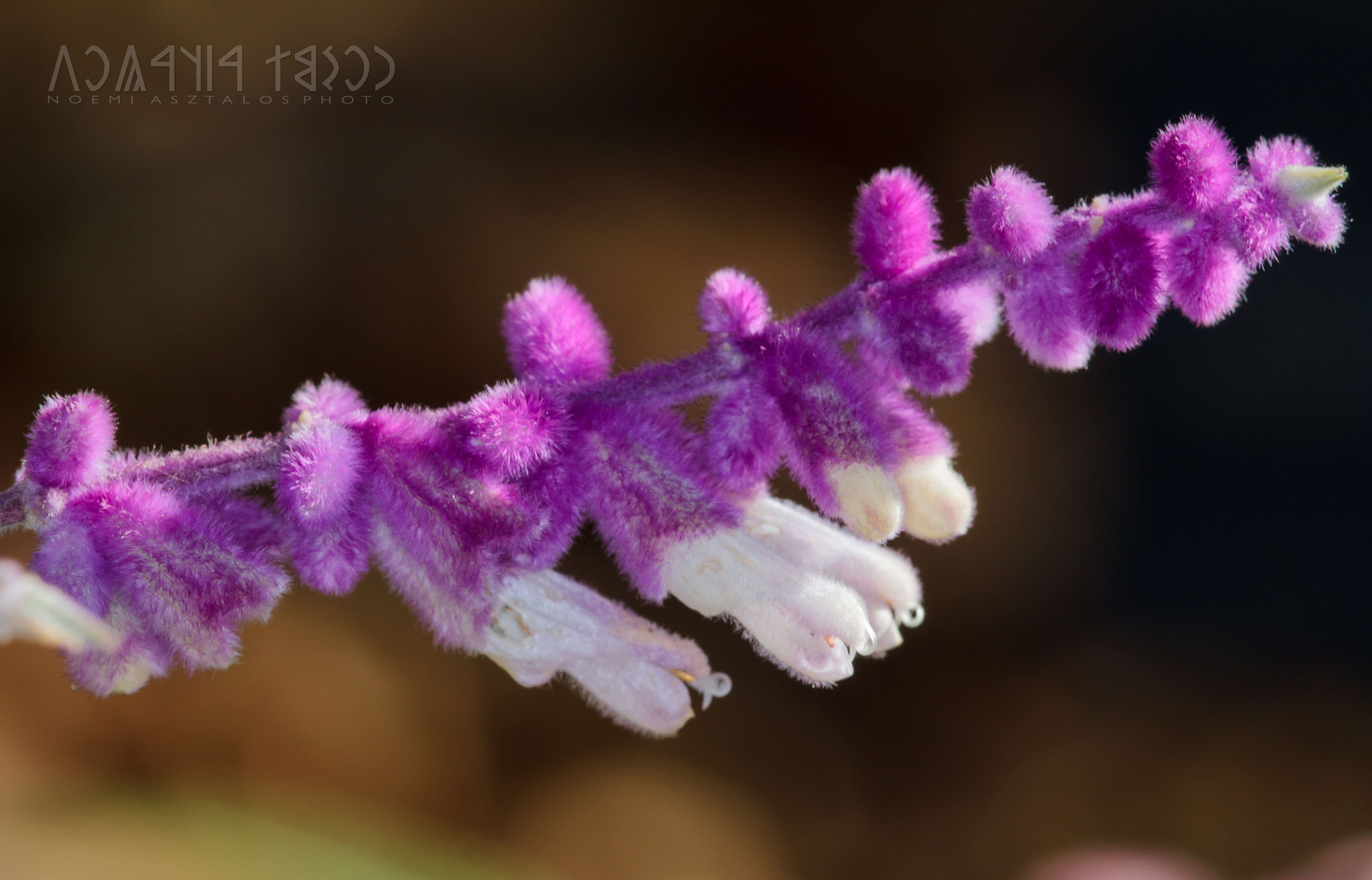 Canon EF 180mm F3.5L Macro USM sample photo. Furry flowers photography