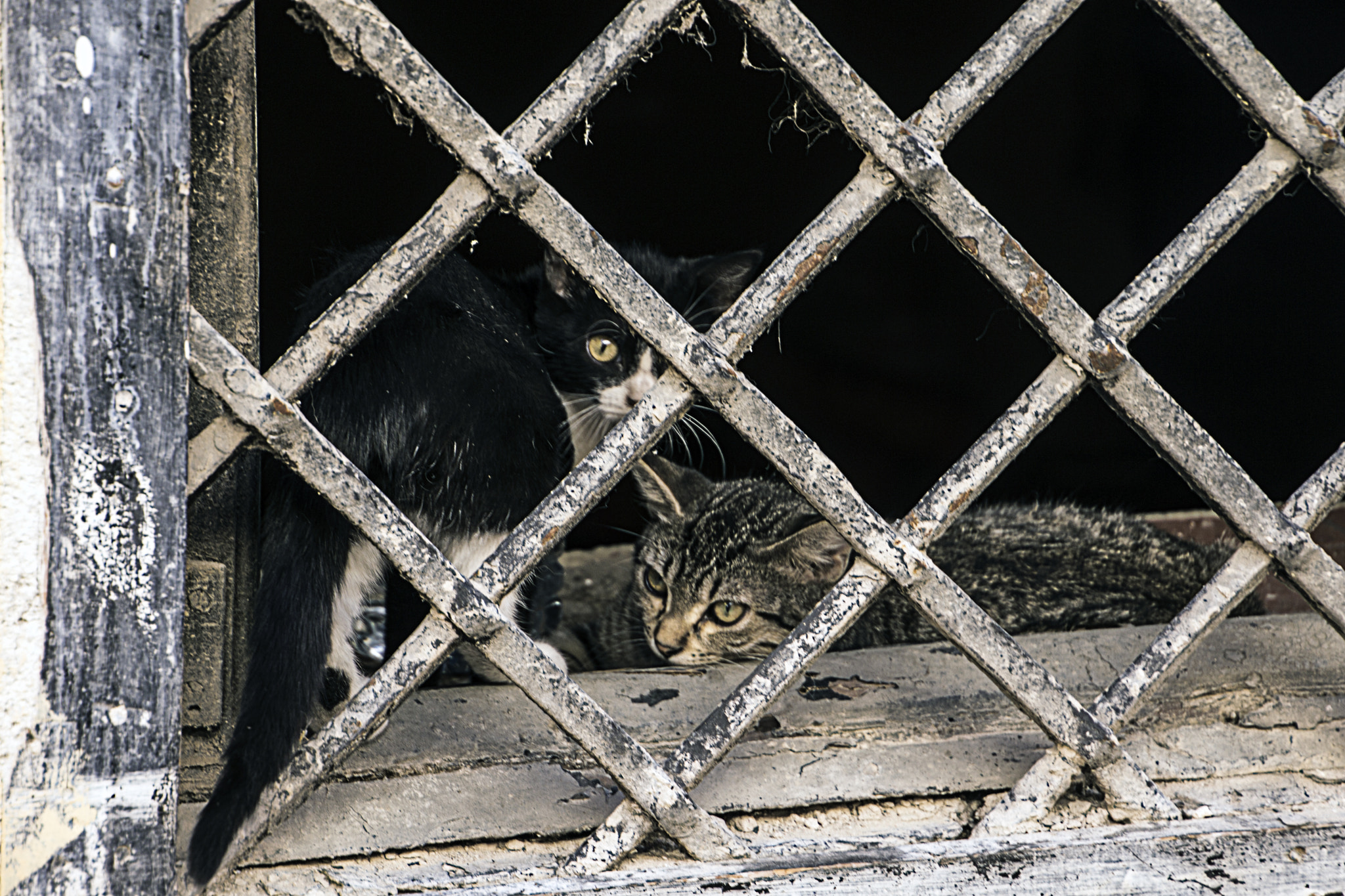 Tamron 16-300mm F3.5-6.3 Di II VC PZD Macro sample photo. Les chats valencia photography