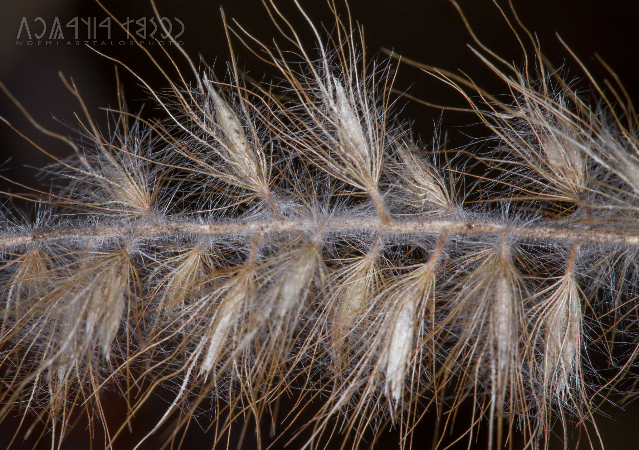 Canon EF 180mm F3.5L Macro USM sample photo. Dry photography